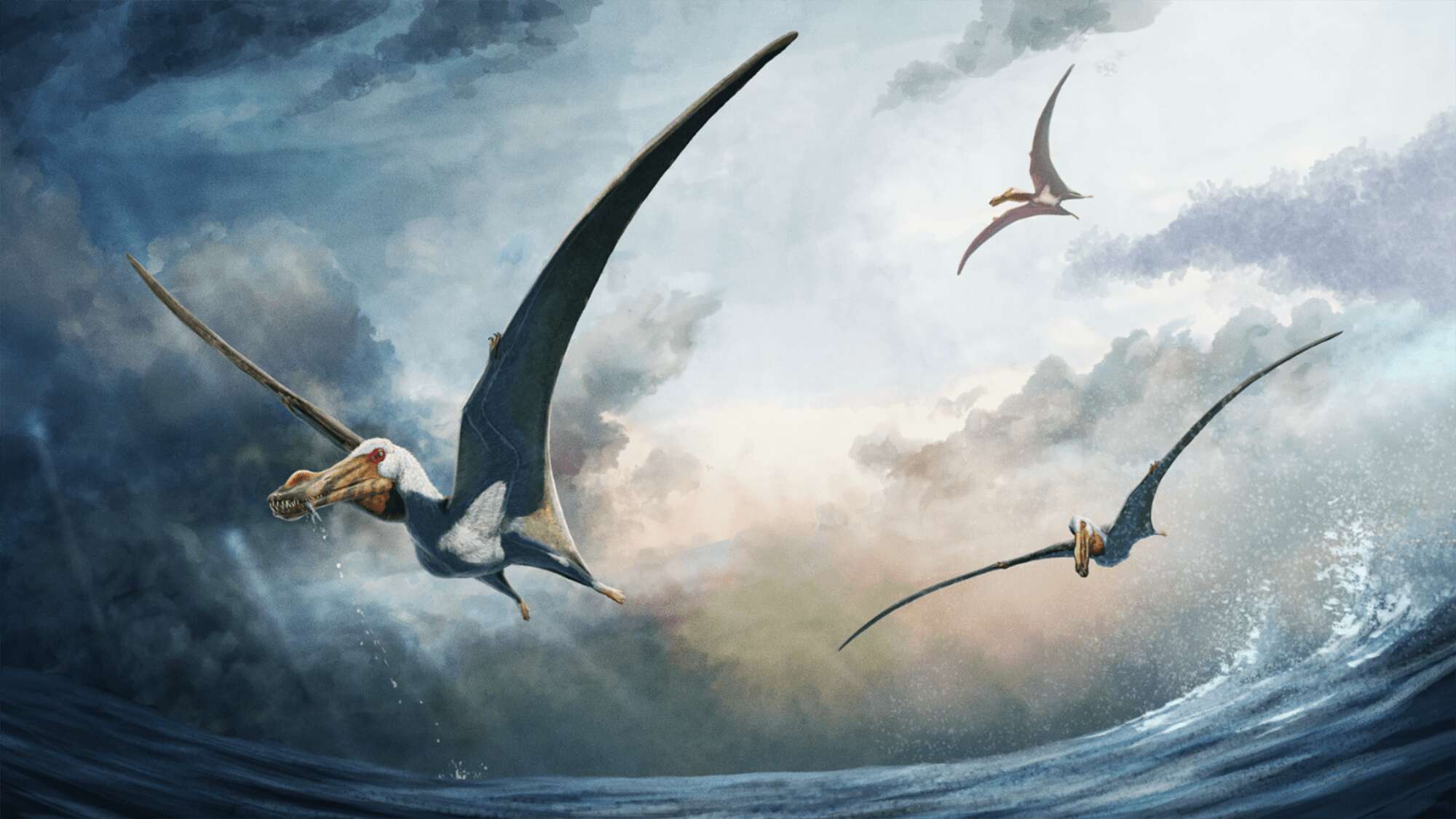 New species of flying dinosaur found in Australia