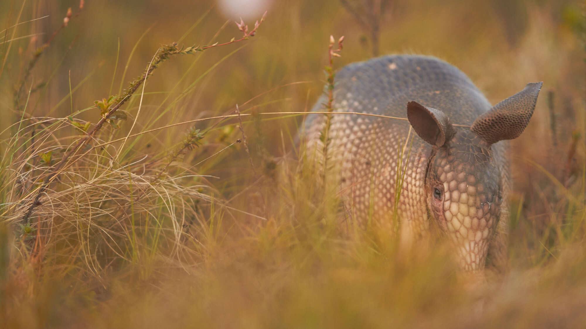 A new armadillo species was hiding in plain sight