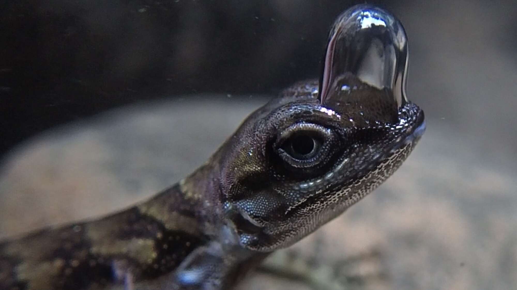 This lizard’s skin creates an underwater bubble helmet