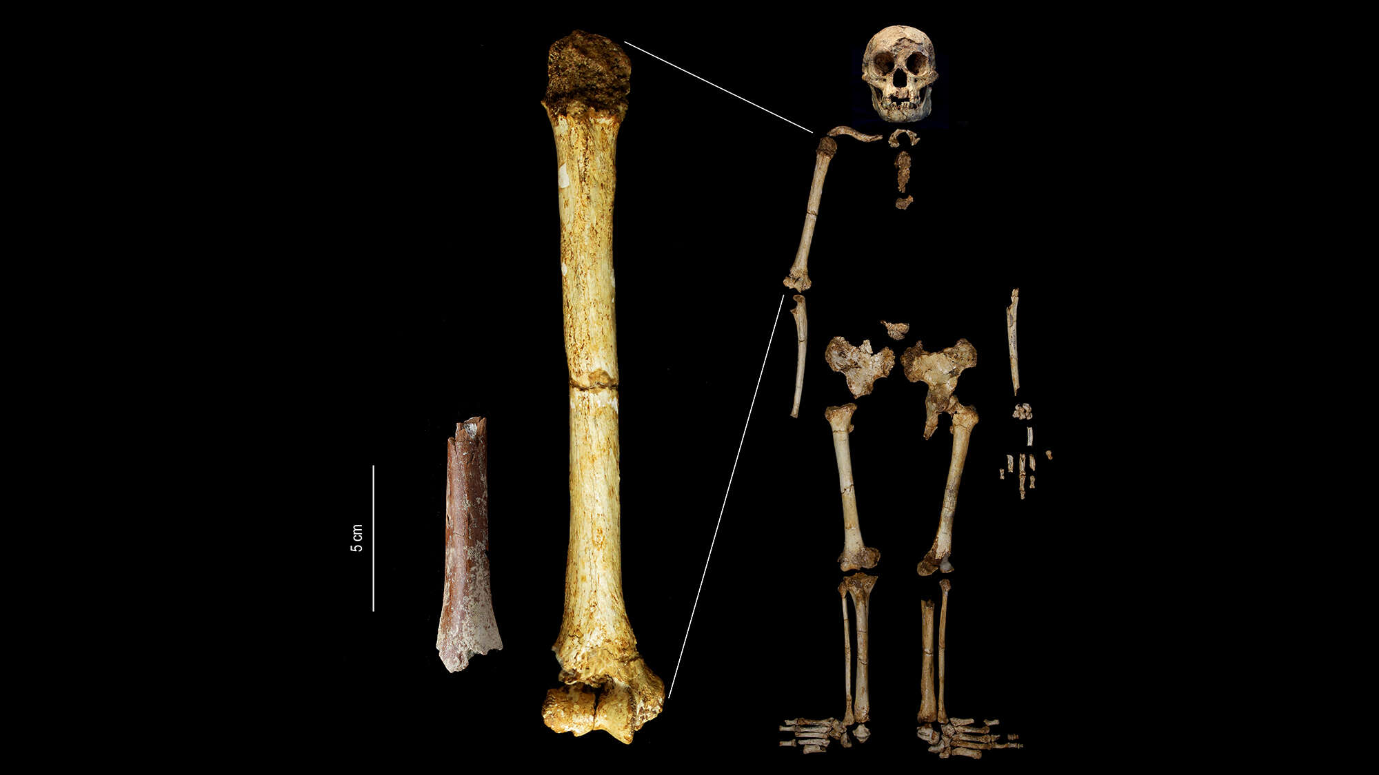 New ‘Hobbit’ fossils discovered on Indonesia’s Flores island