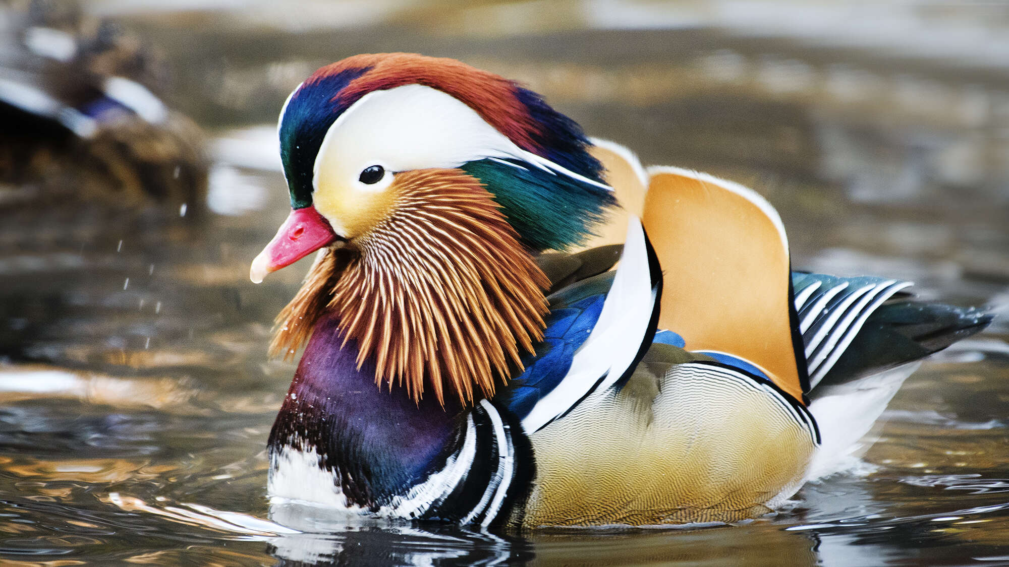 Why are there so many birds? Thank a giant asteroid.