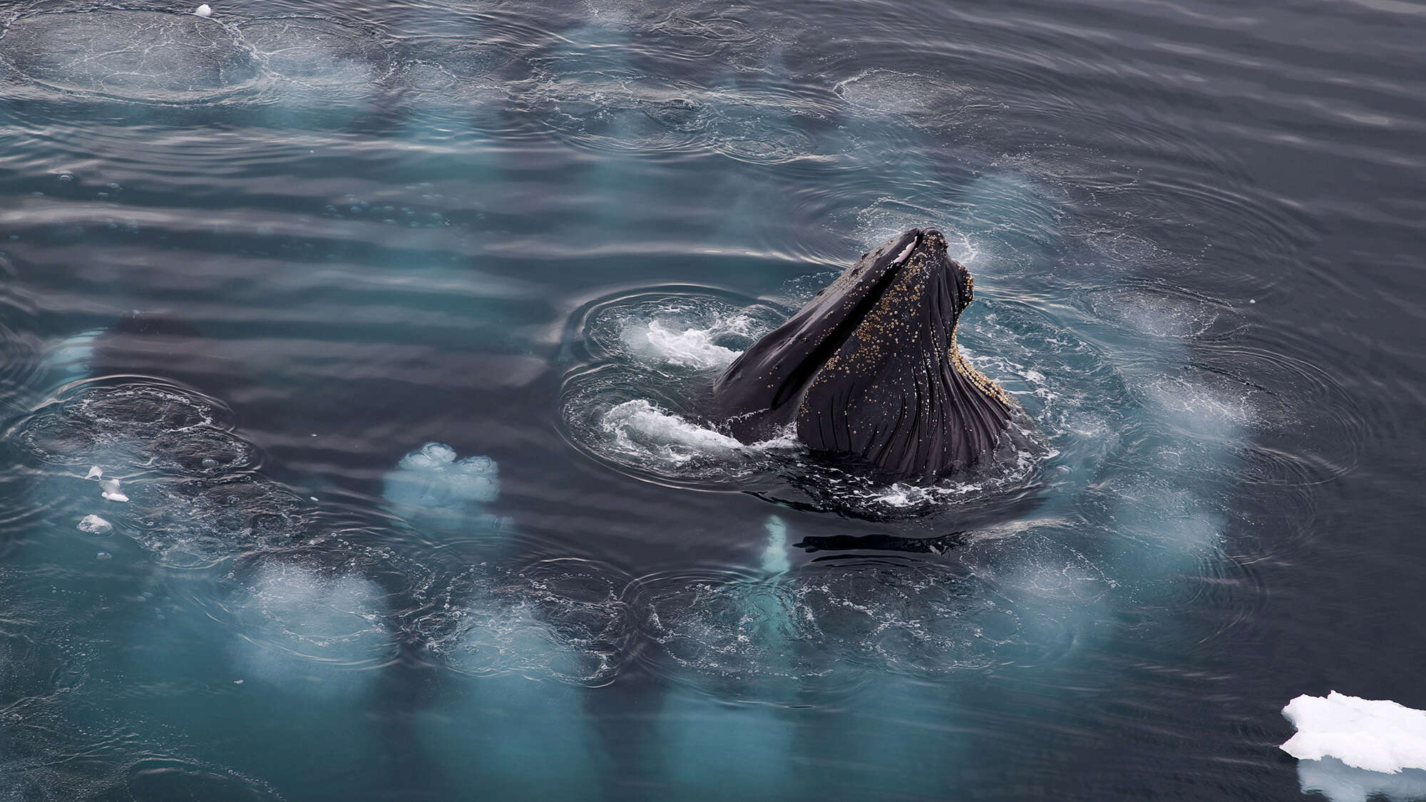 Humpback whales use bubble-nets as ‘tools’