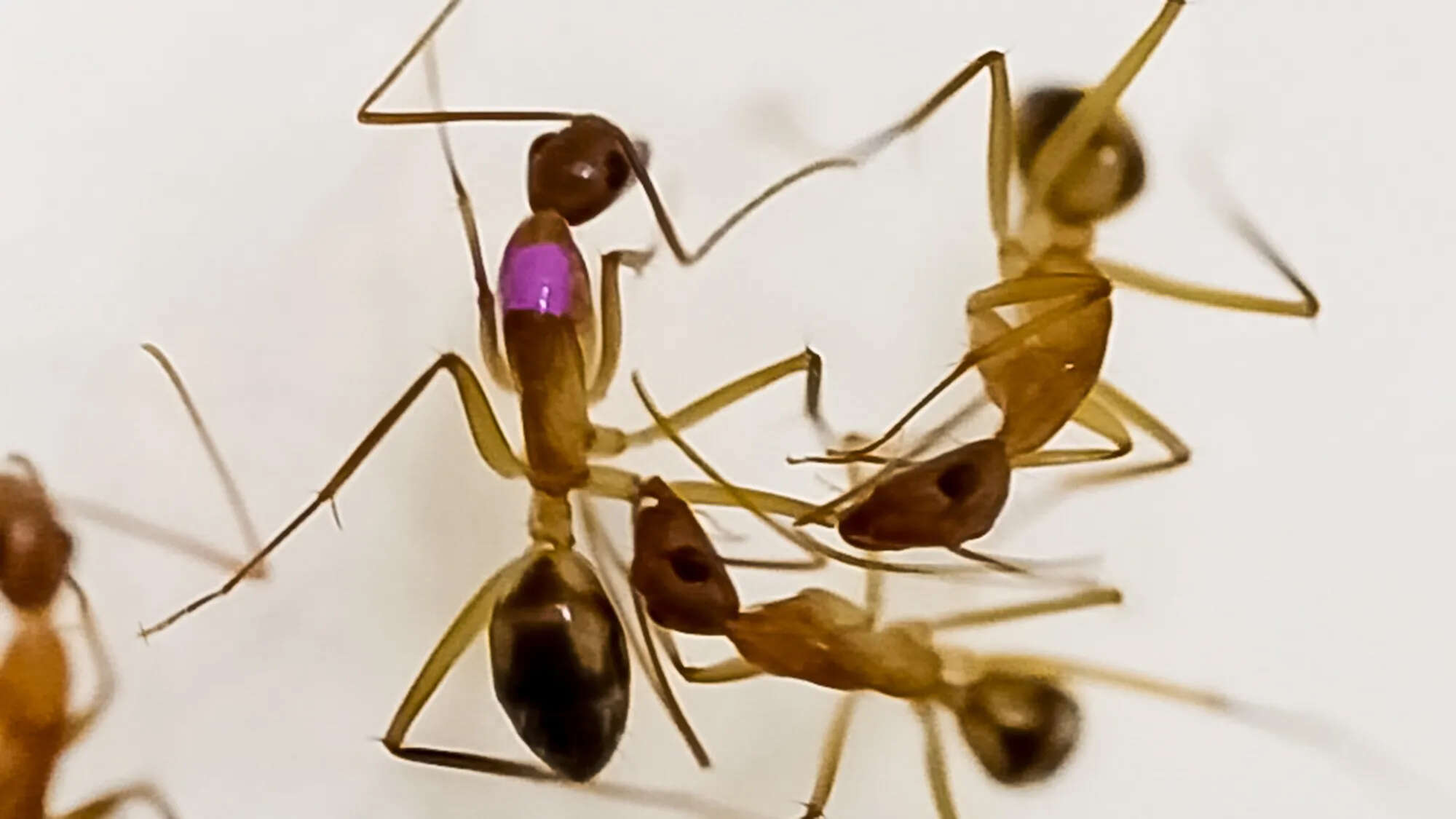 Ants perform teeny tiny operations to save their injured comrades