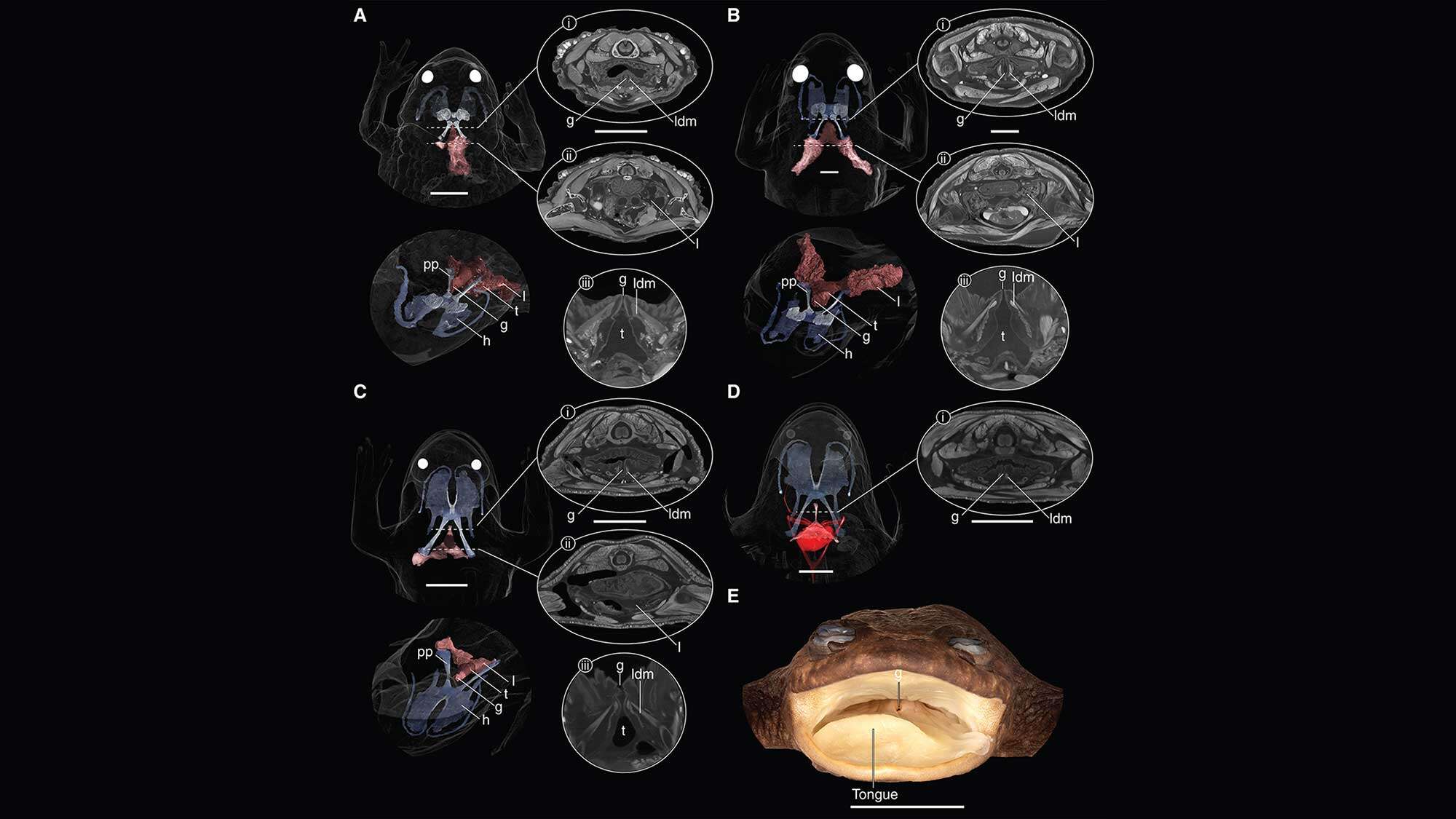 ‘Lungless’ frog species actually had little lungs all along