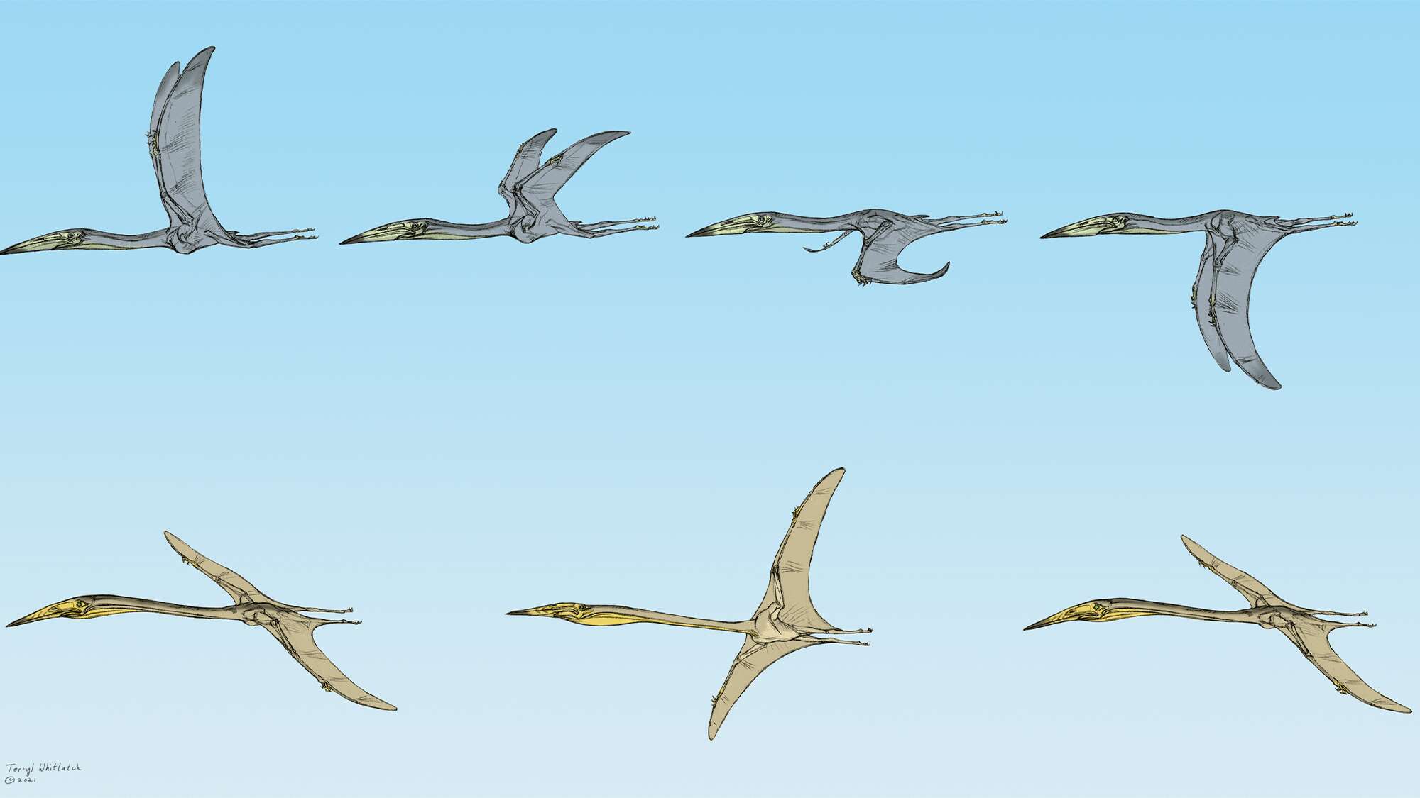 ‘Remarkable’ fossils offer clues to perplexing pterosaur question