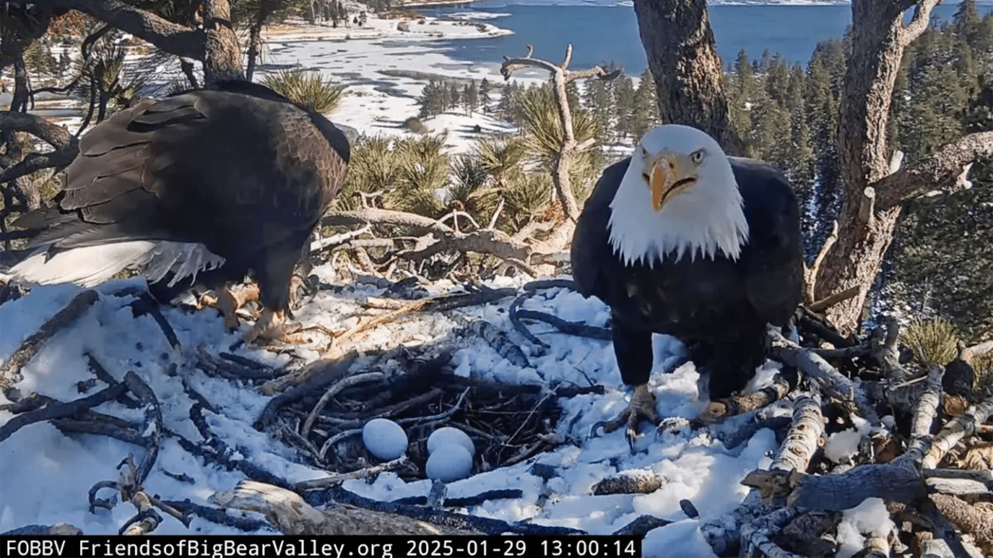 The famous bald eagle nest live cam is back with three new eggs