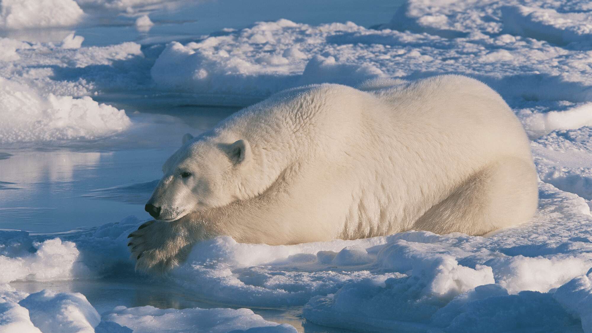 How do polar bears keep ice off their fur? Grease.