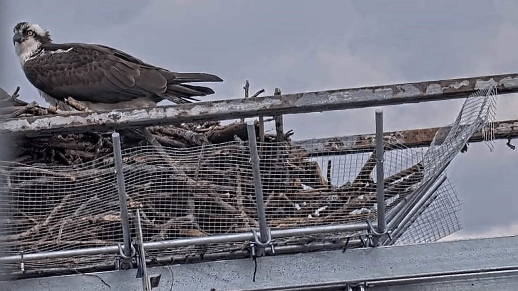 To protect birds and motorists, engineers build a steel nest box on bridge
