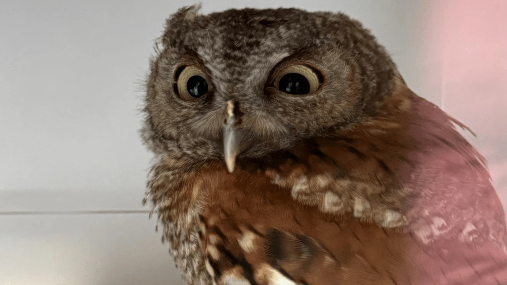 Throwing food out of your car can kill owls