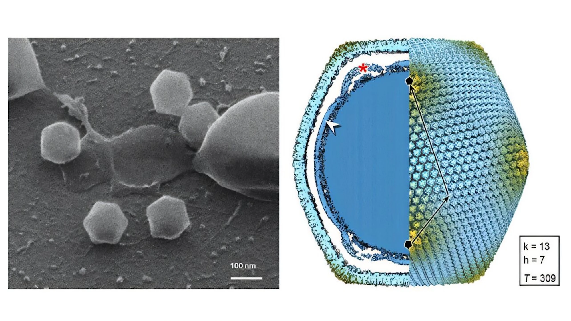 Finland finds its first giant virus
