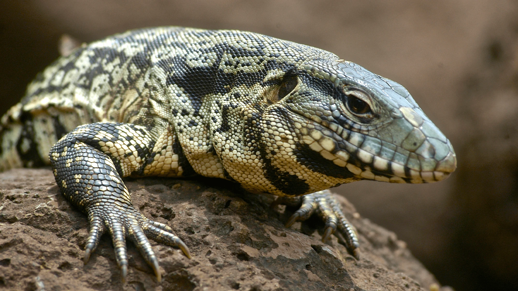 Summer 2025’s hottest stars were escaped lizards