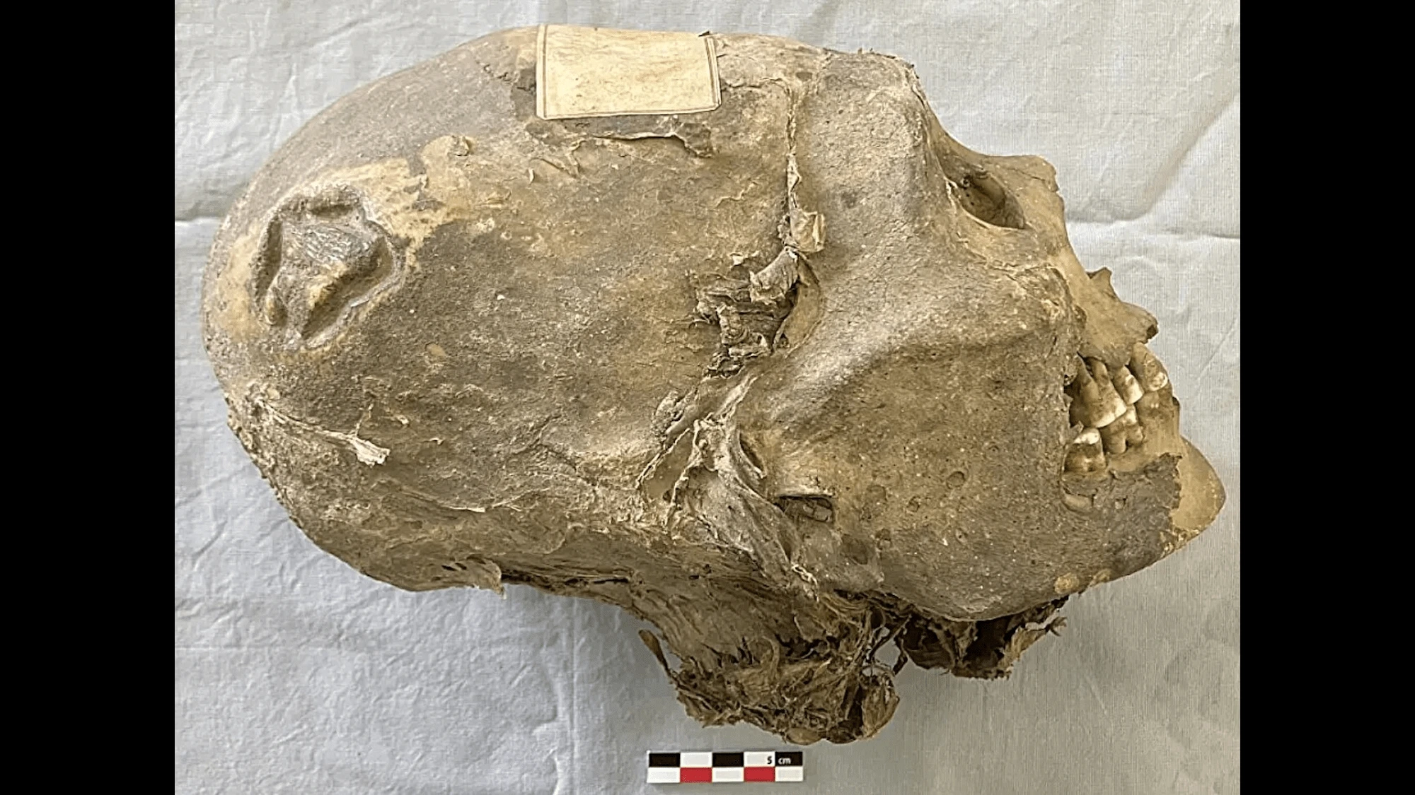 Looted mummy skull mislabeled for over a century