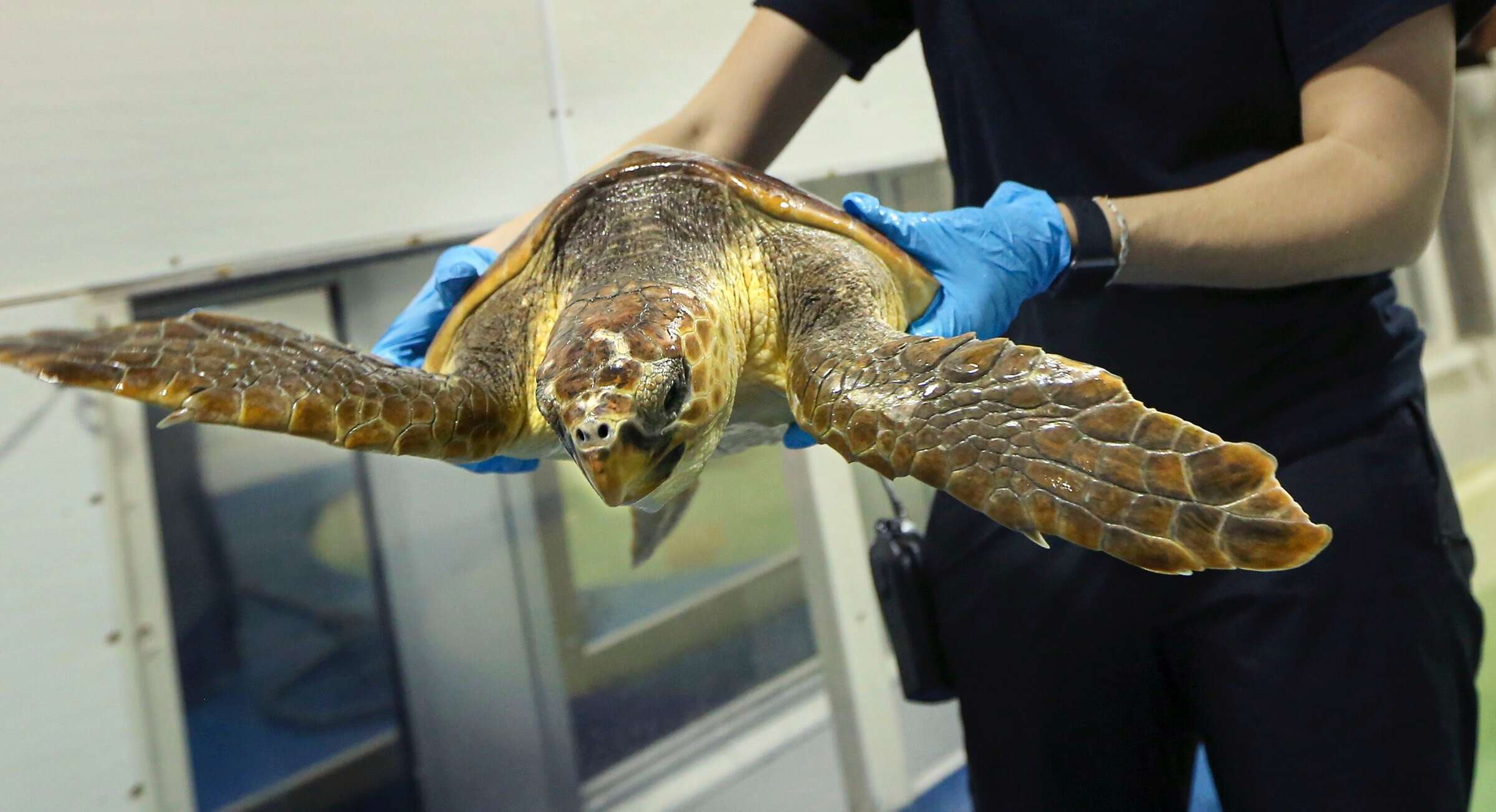 Dozens of cold-stunned turtles rescued in Florida