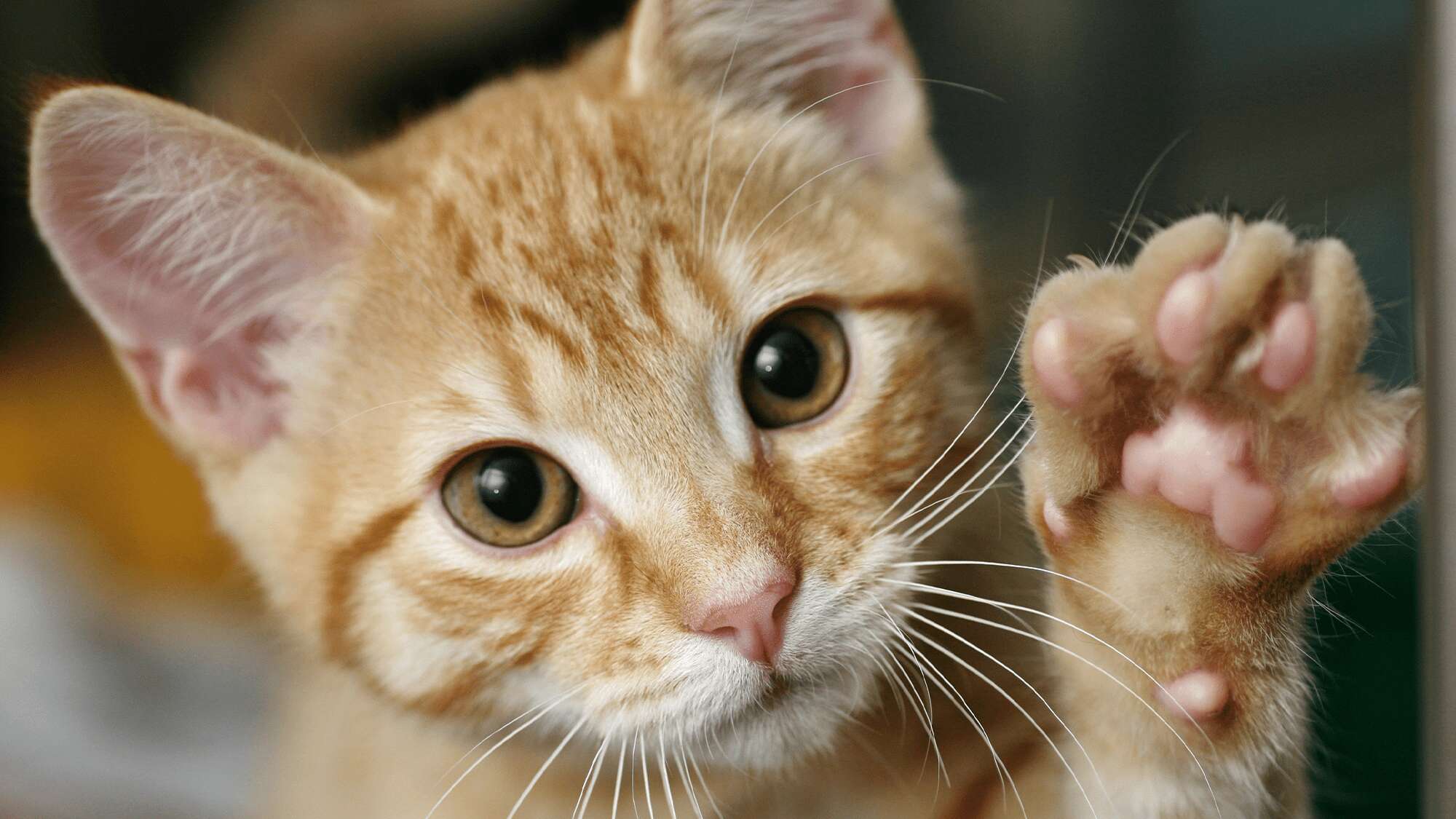 Relax, Whiskers. Scotland is not banning cats