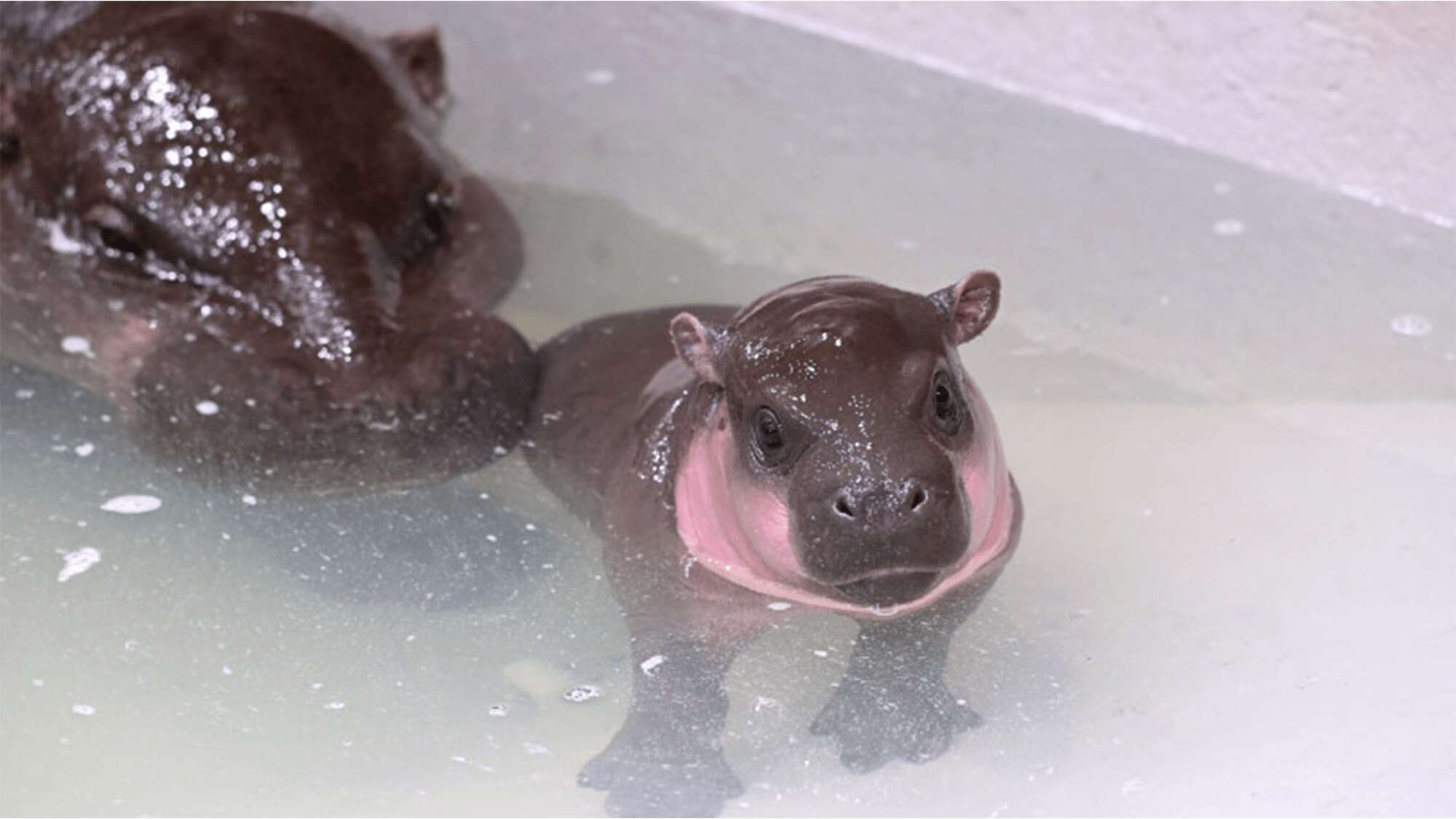 Newest pygmy hippo born on US soil gets a name