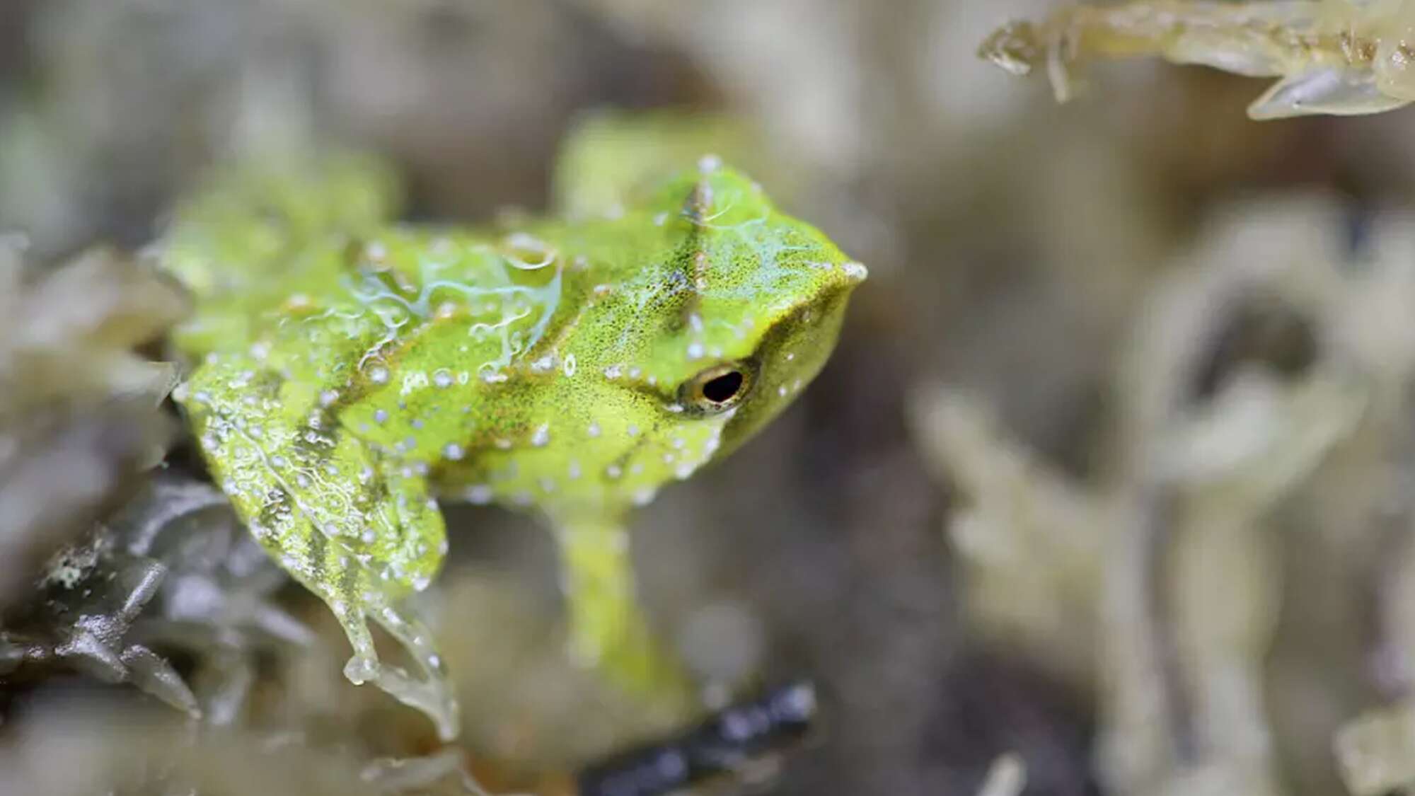 Frogs rescued from a deadly fungus welcome 33 froglets