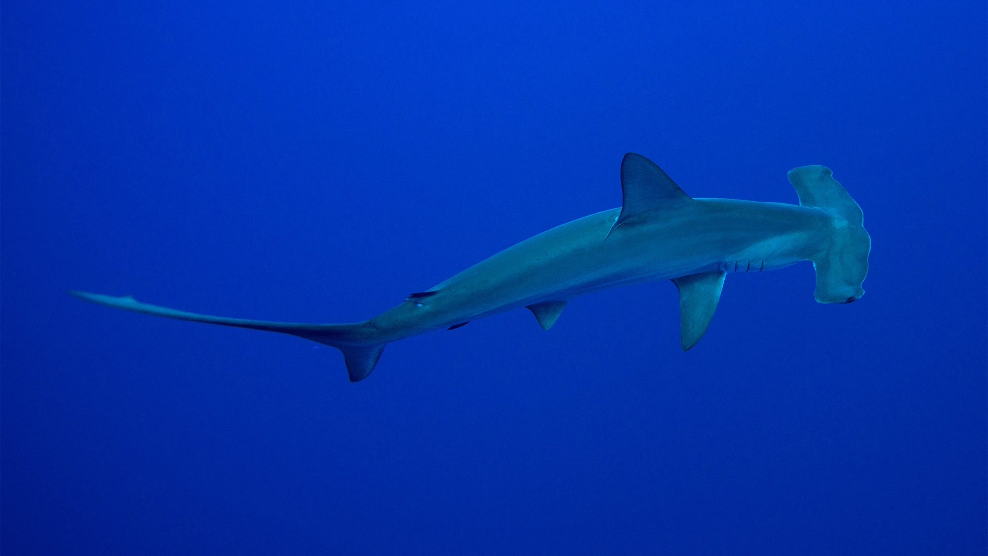 Hammerhead sharks eat other sharks—and it’s worth the risk