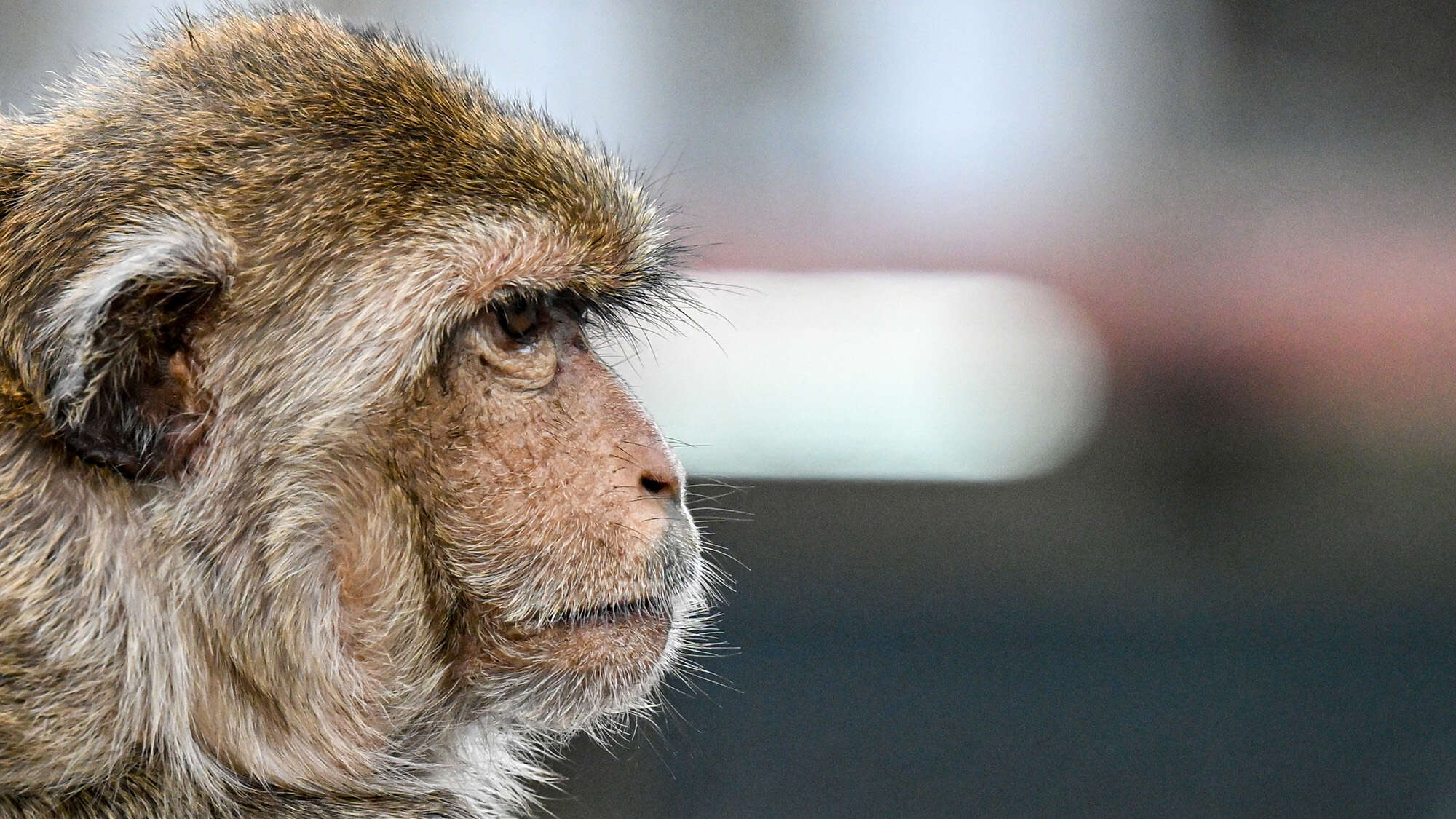 Macaques appear to associate spoken words with pictures