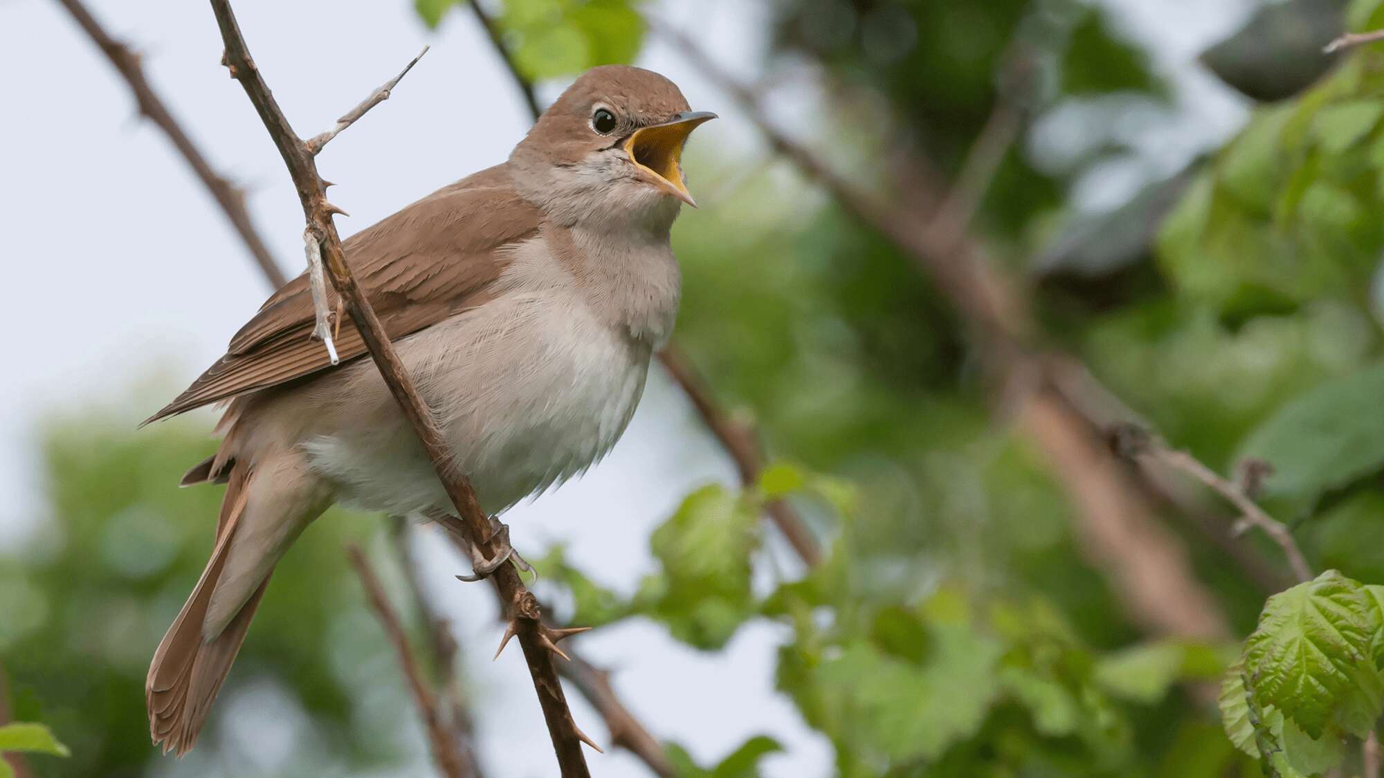 Why do birds make so many different sounds? 100,000 audio recordings offer clues.