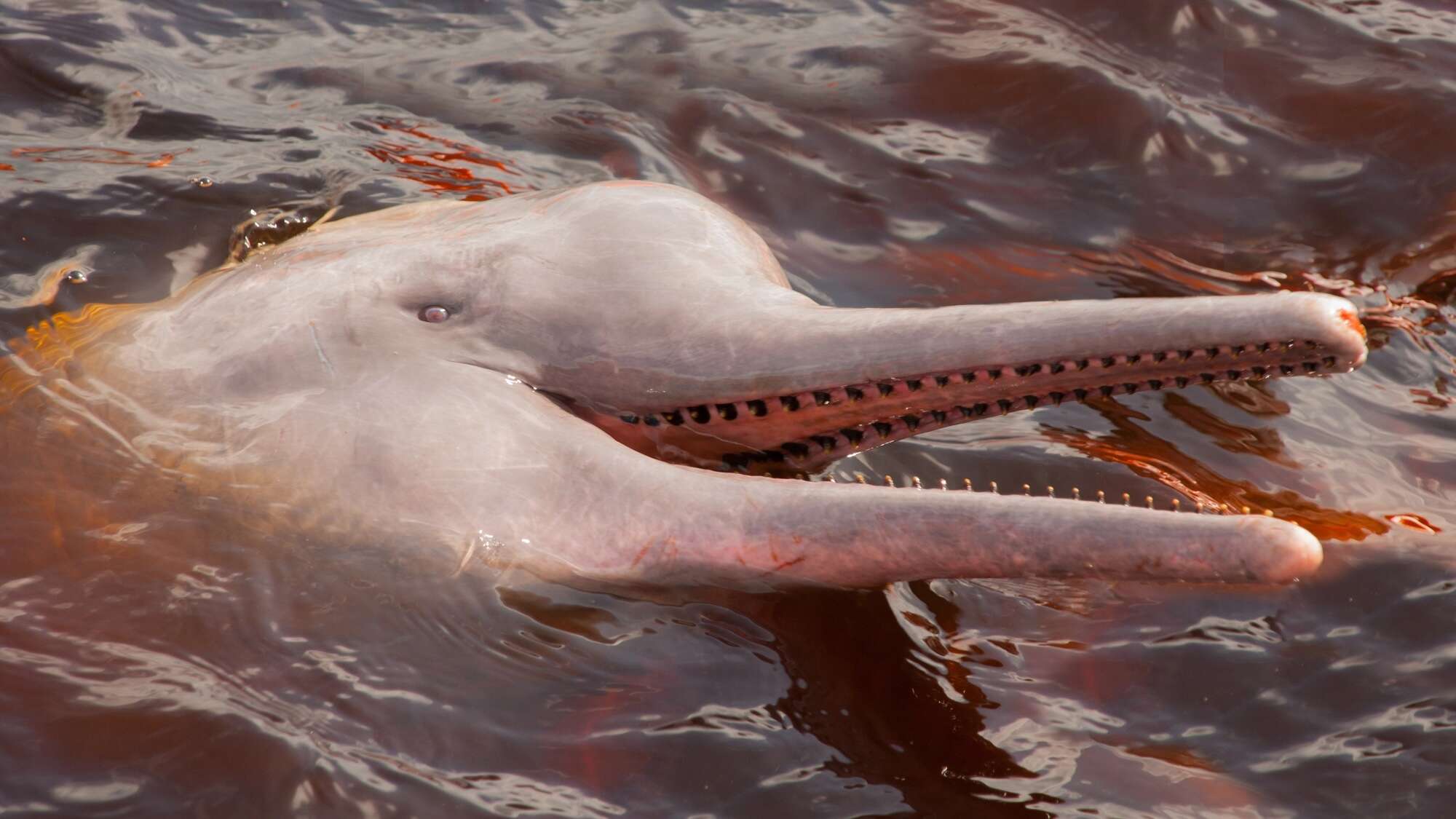 Male Amazon river dolphins pee into the air, confusing scientists