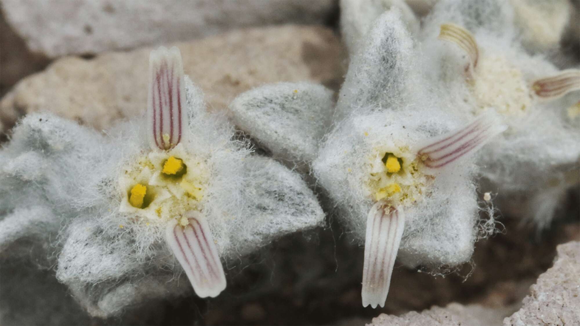 New species of fuzzy sunflower found by national park volunteer