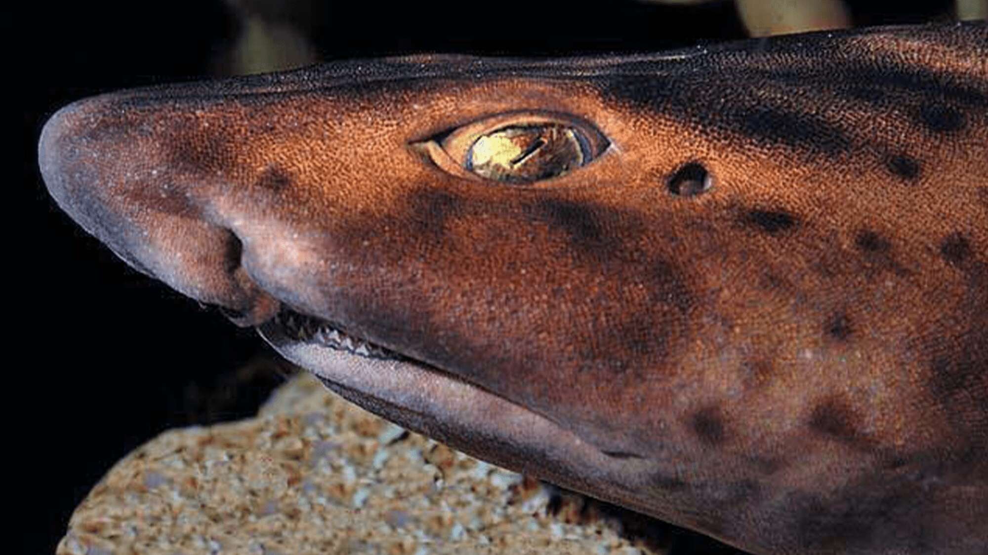 Aquarium surprised by shark born in a tank without males