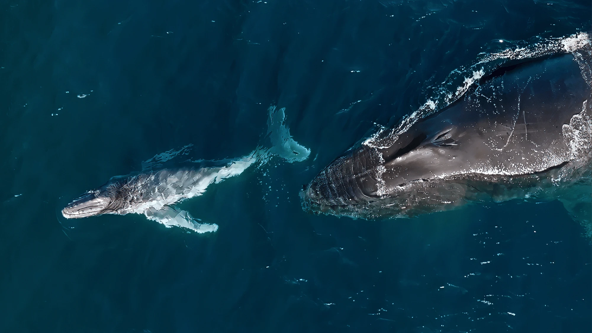 Humpback whales can give birth while migrating thousands of miles