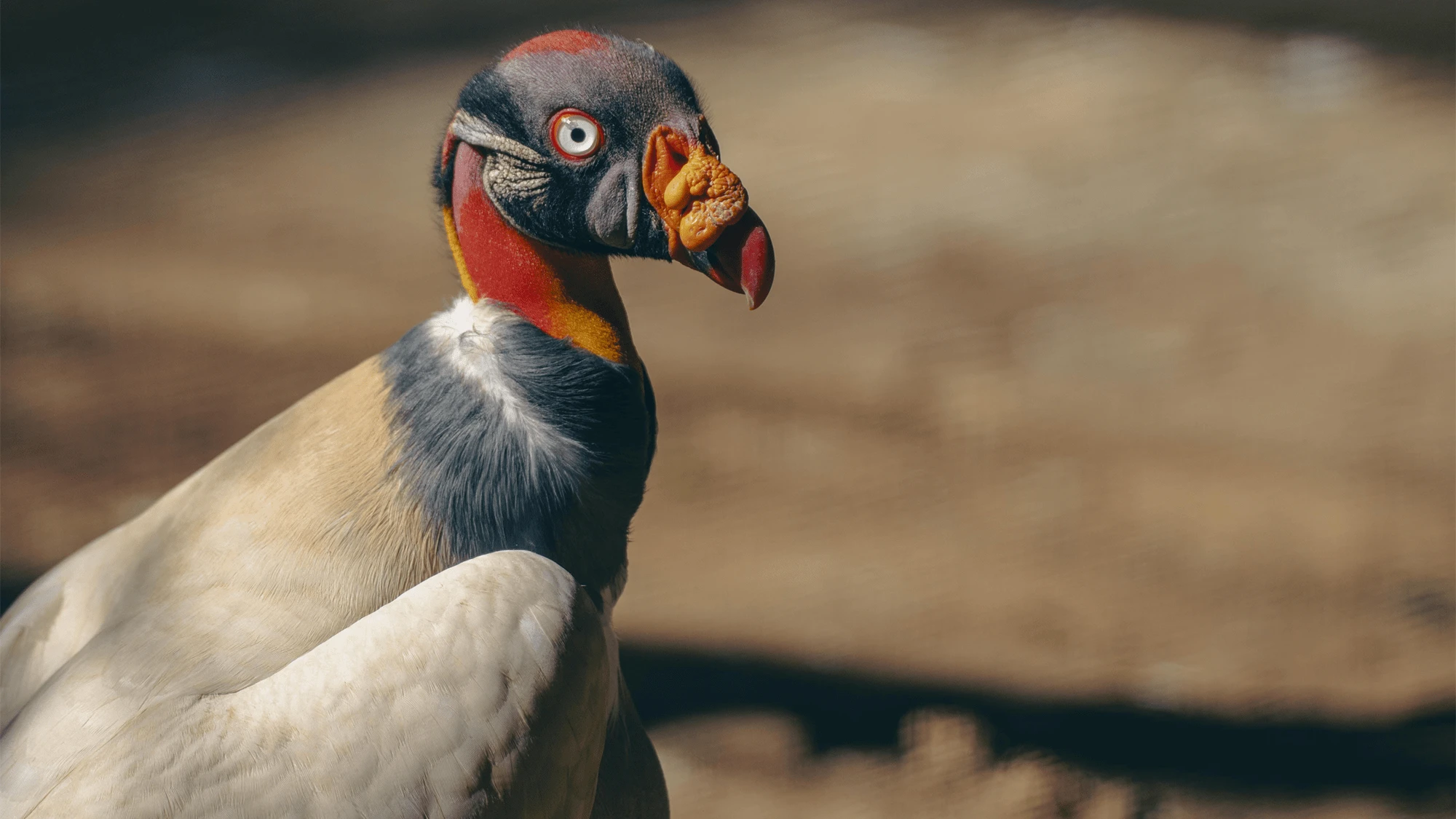 11 majestic photos of vultures for International Vulture Awareness Day