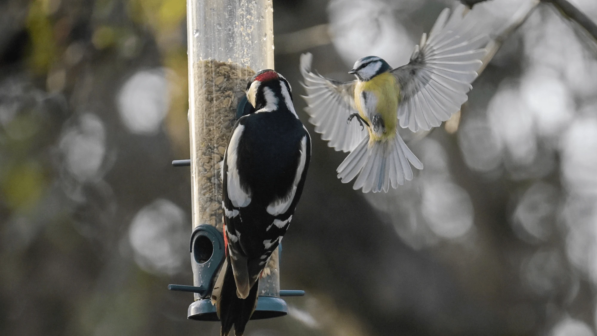 Are backyard bird feeders safe? Preventing illness is easy.