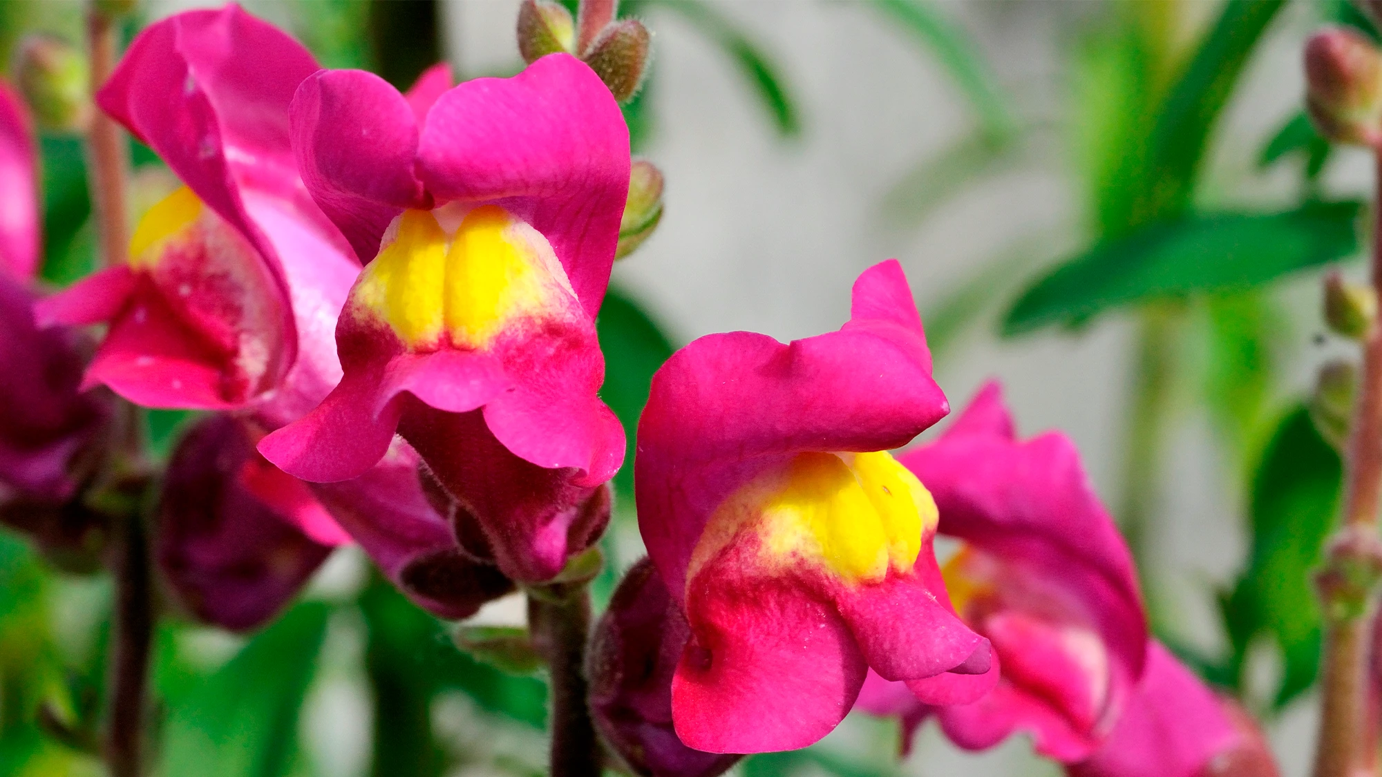 Plants can hear tiny wing flaps of pollinators