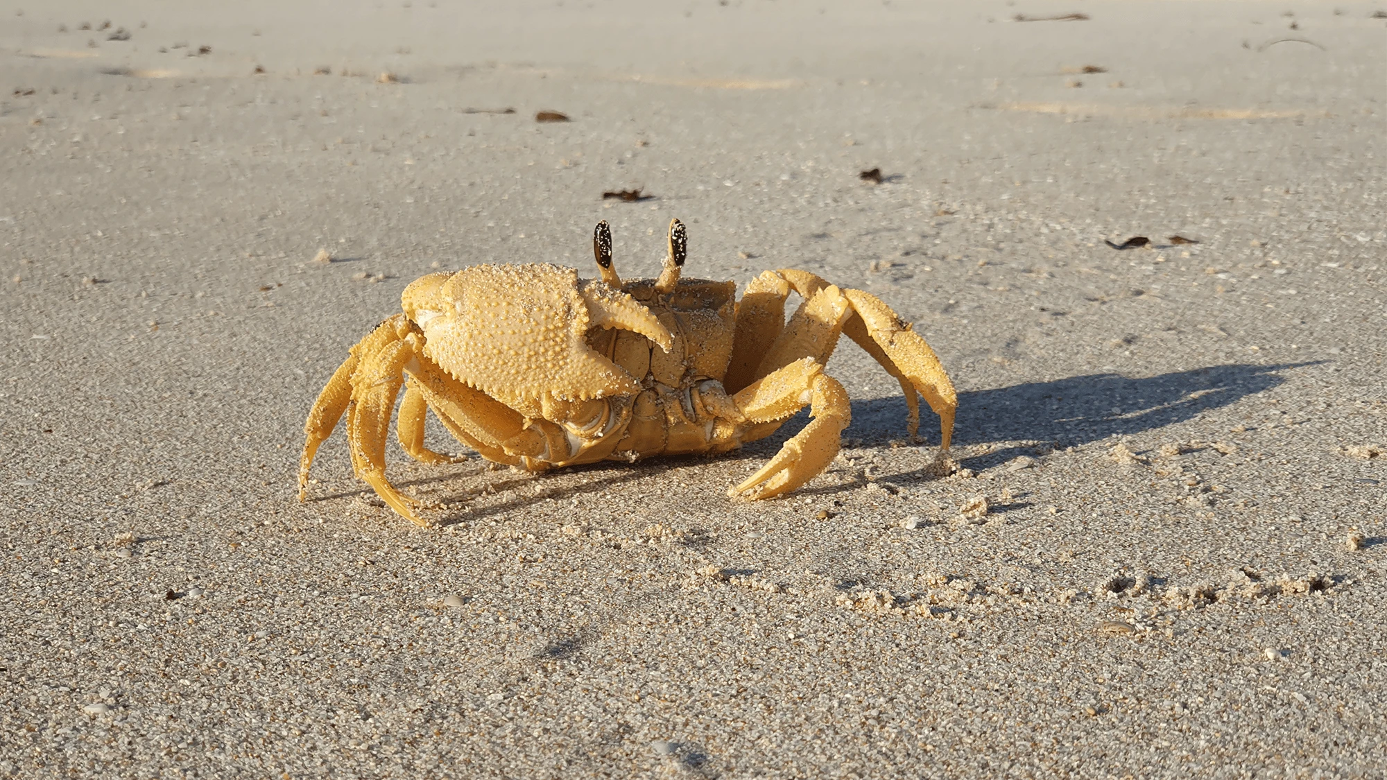 Australia’s ghost crabs decapitate baby sea turtles
