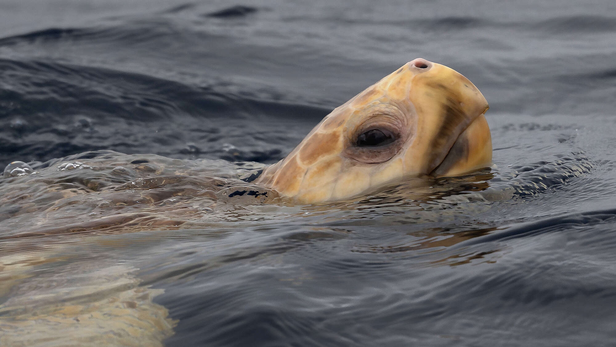 These sea turtles ‘dance’ when magnetic fields lead them to a snack