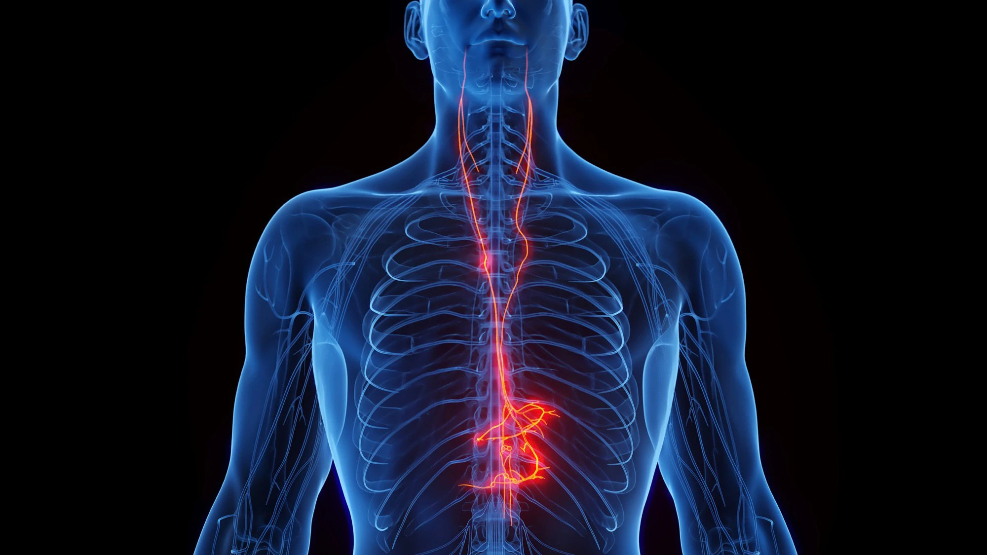 Does vagus nerve stimulation work? A scientific cure-all explained.