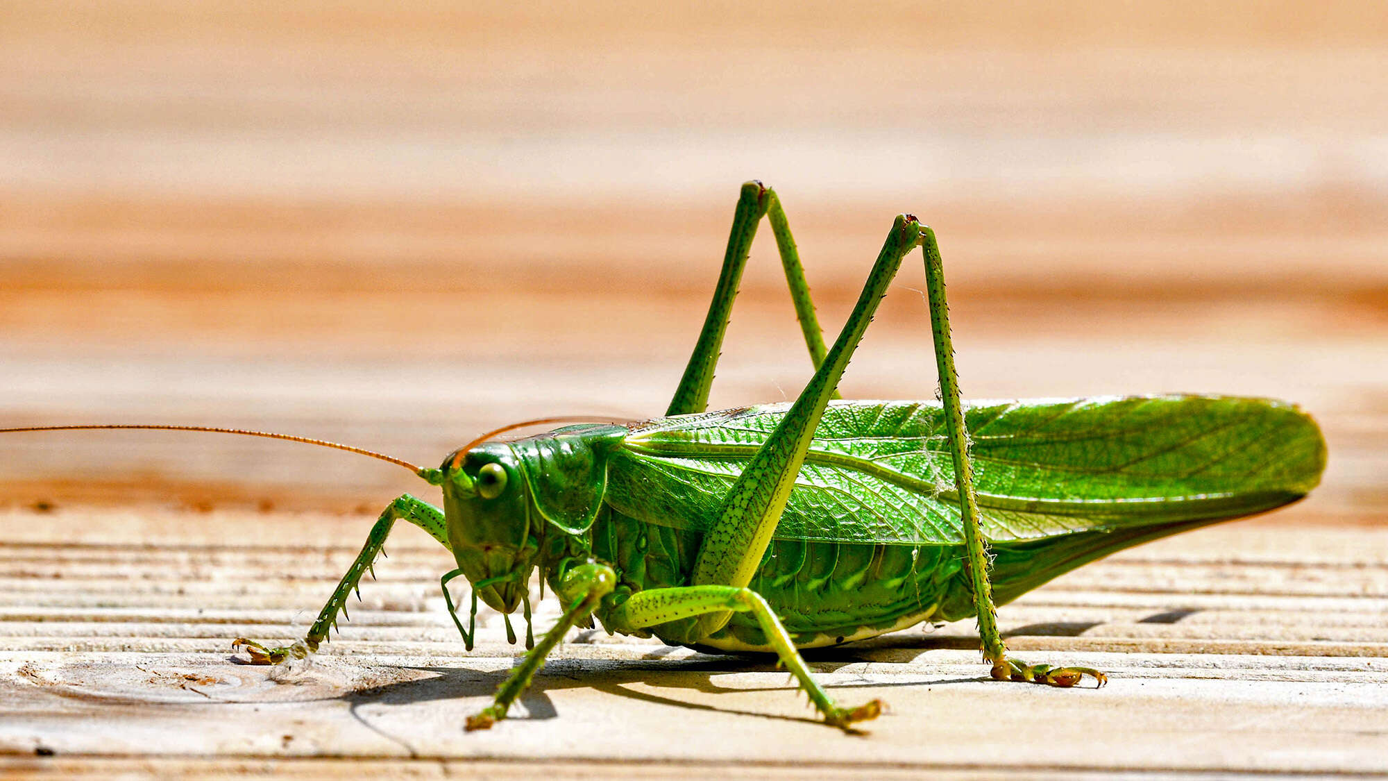 Parasitic crickets have a few moves to outsmart ants