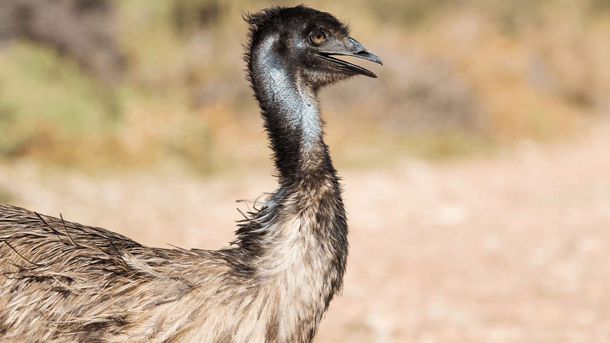 Emus might not be the ‘world’s dumbest bird’ after all