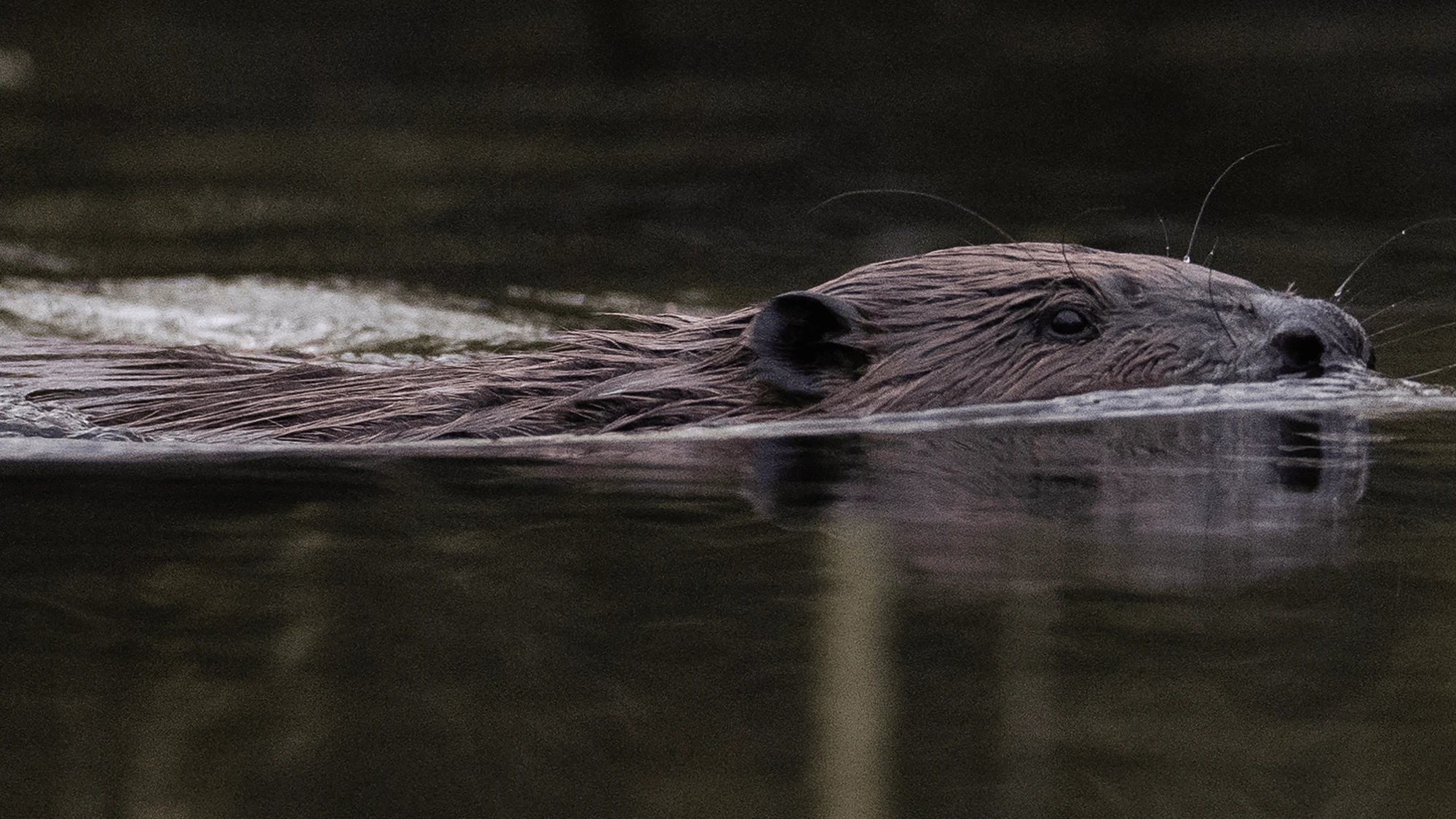 Beavers put to work saving two Utah rivers