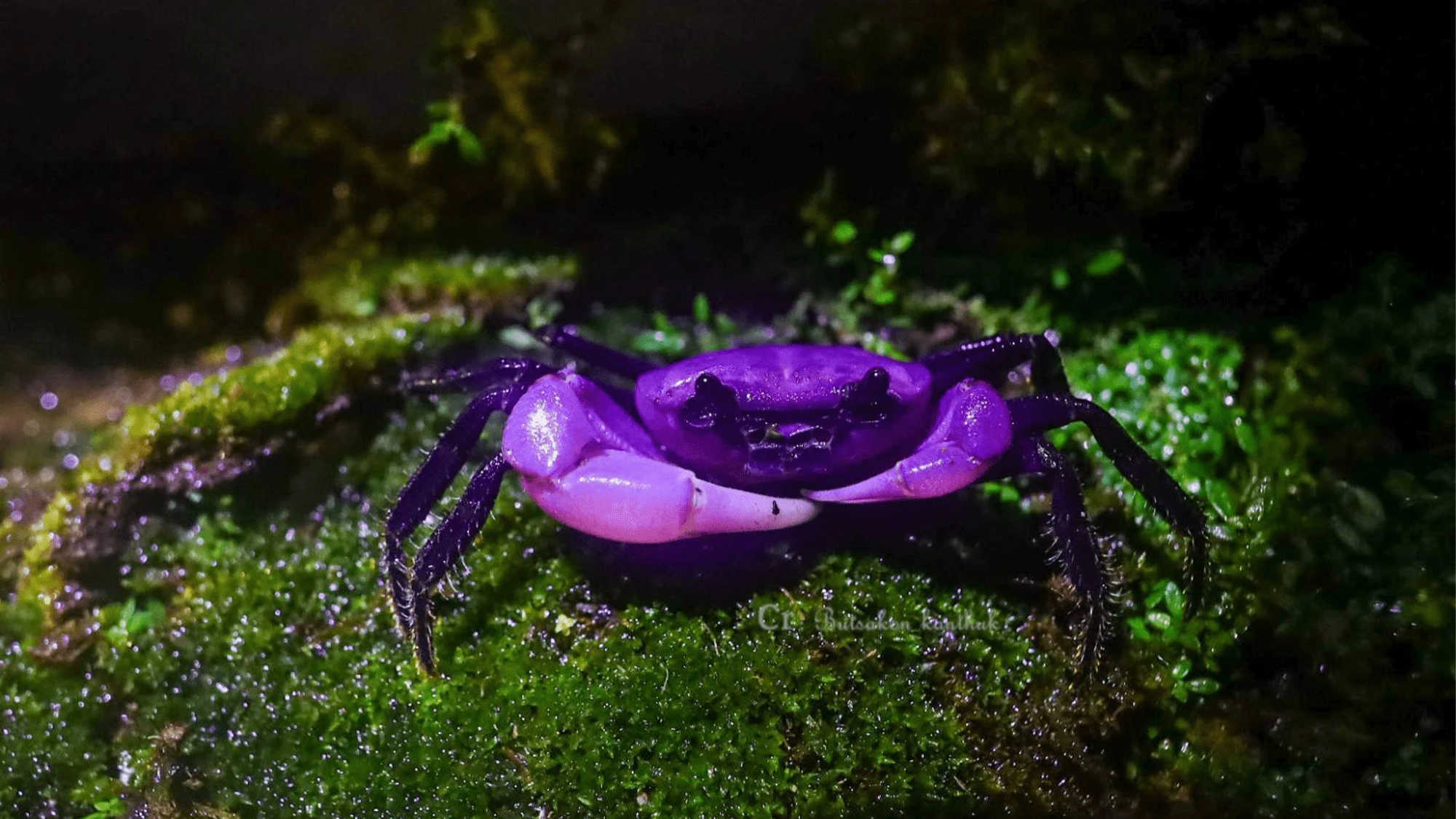 Rare purple crabs spotted in Thailand