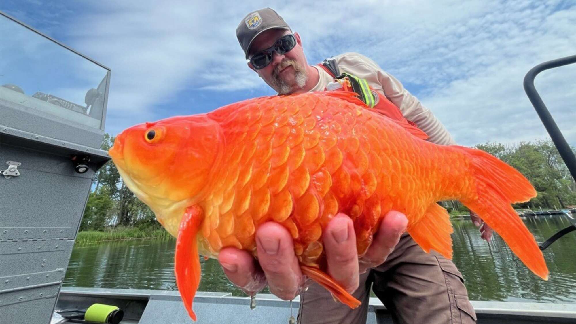 Please stop releasing pet goldfish into the wild