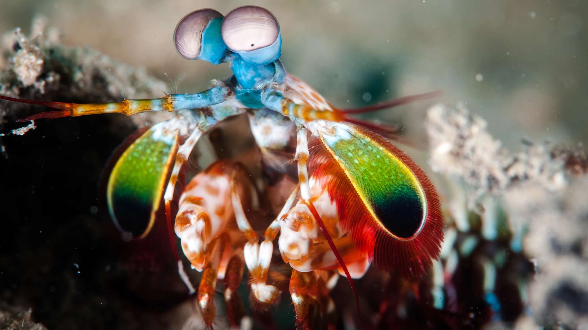 How mantis shrimp protect their powerful ‘fists’ of fury