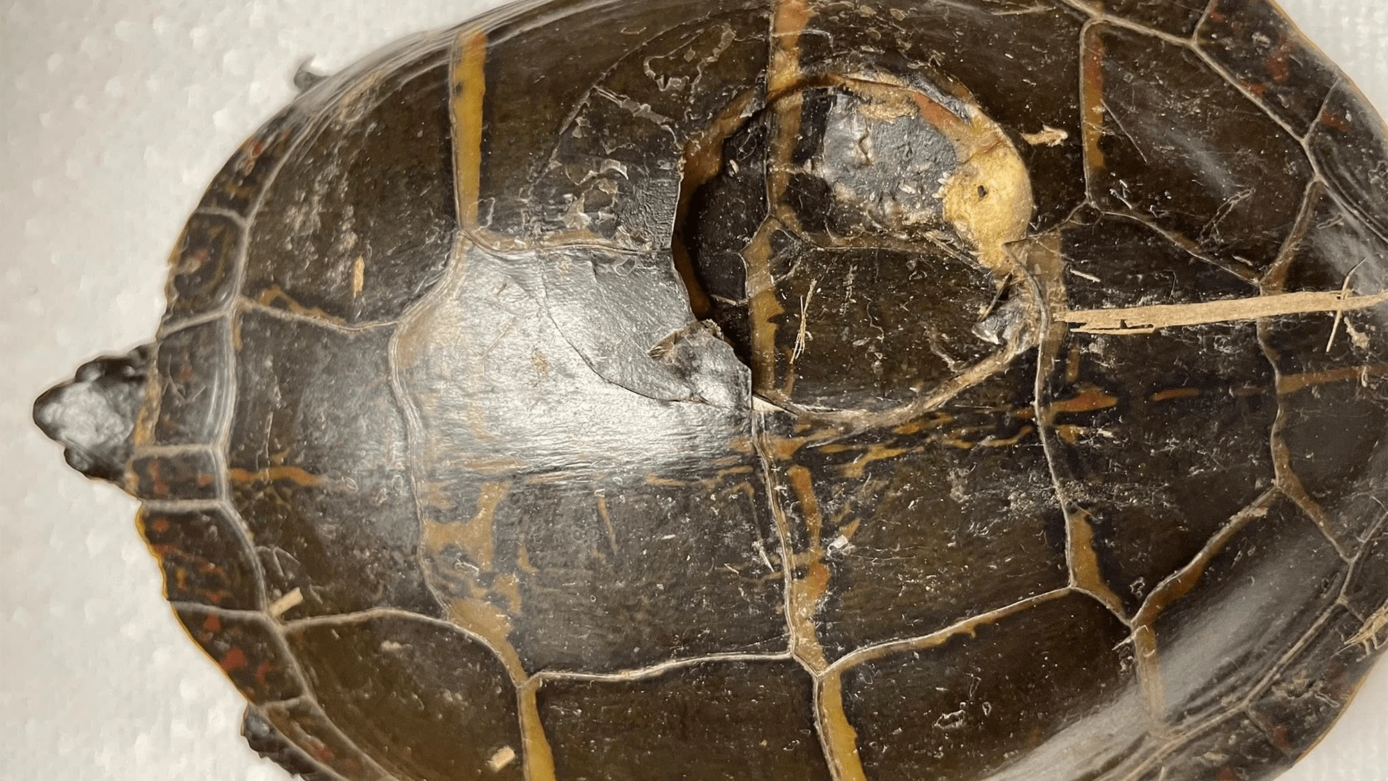 Turtle’s mysterious injury caused by a golf ball