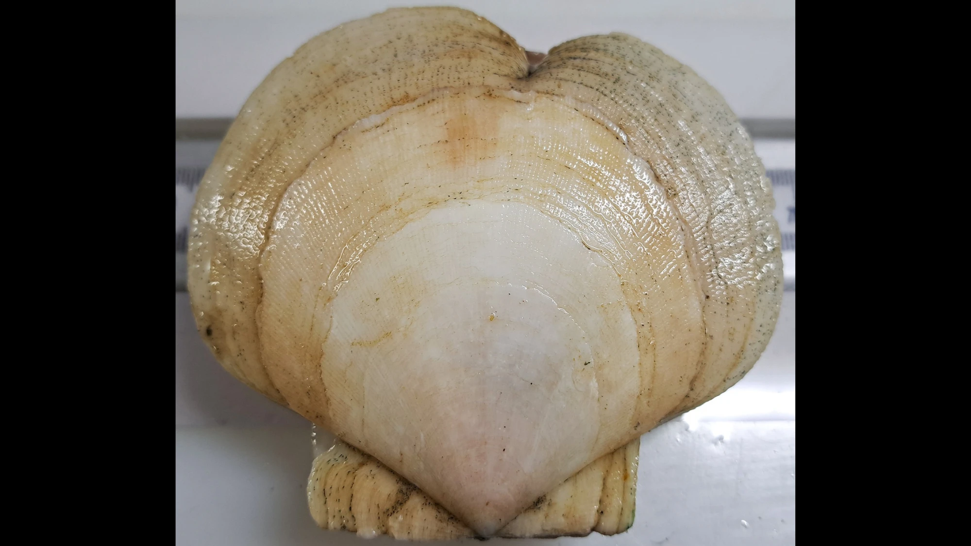 A heart-shaped scallop turned up off the Massachusetts coast