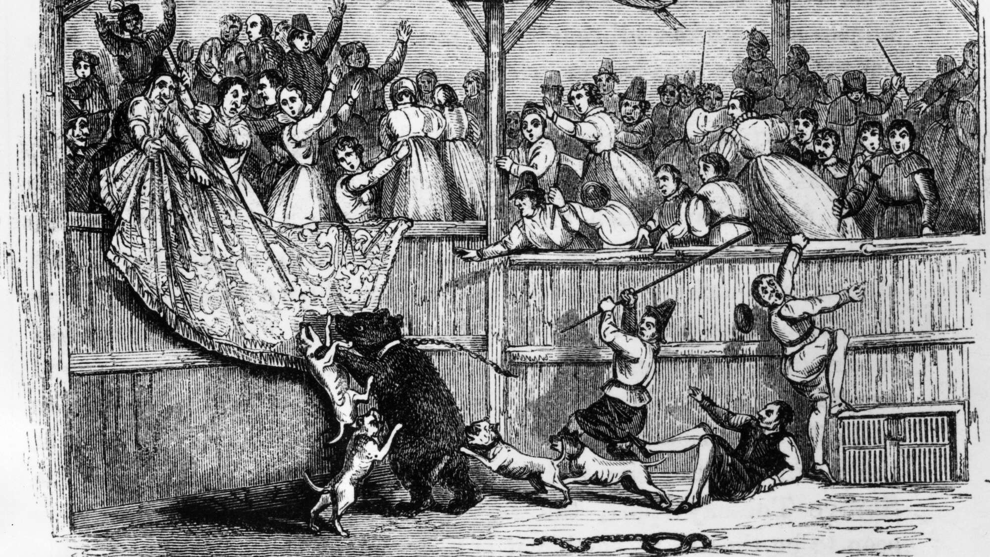 Gruesome bear fights once entertained Elizabethan England