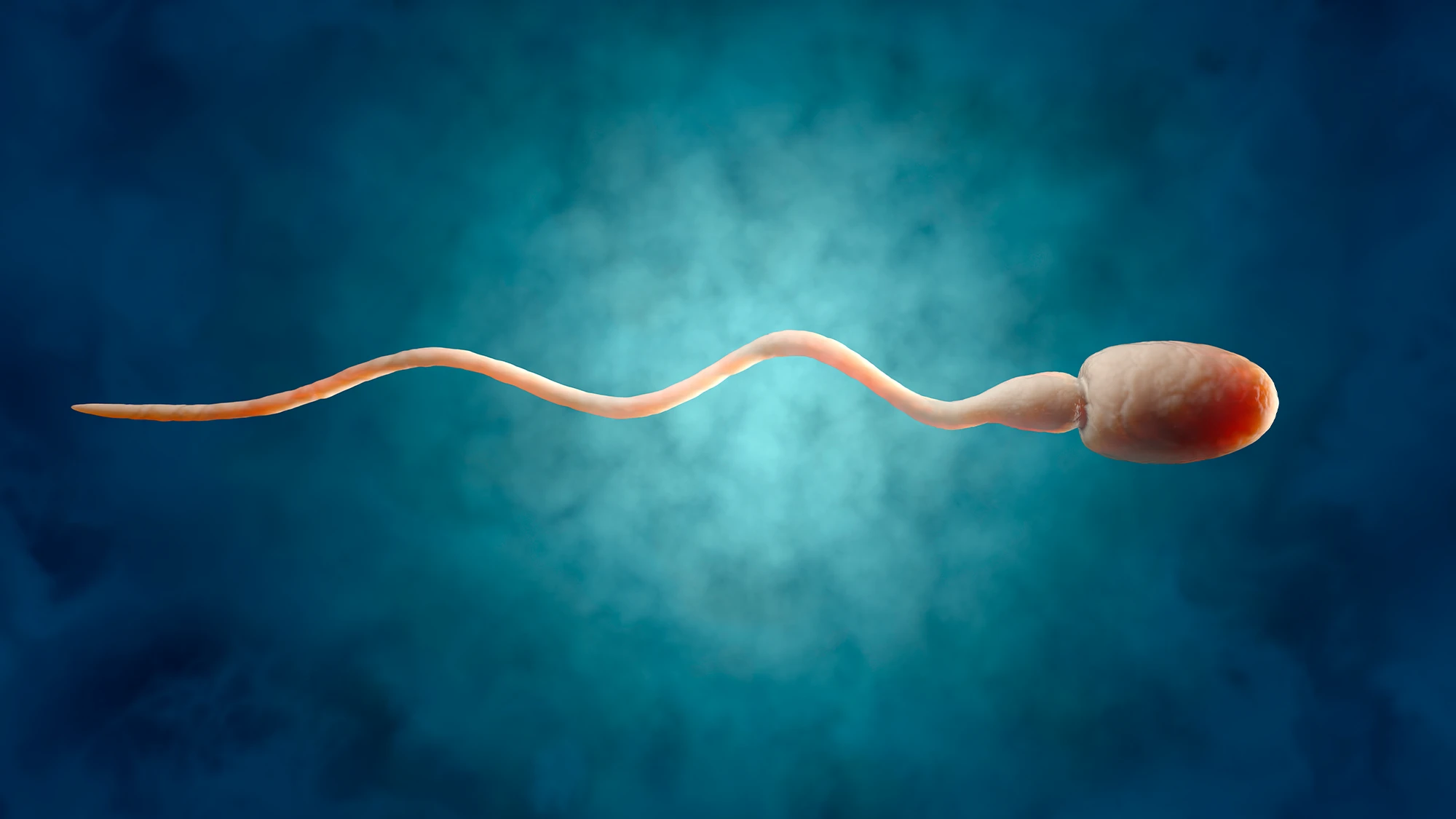 Next-generation male contraceptives could rely on the perfect temperature