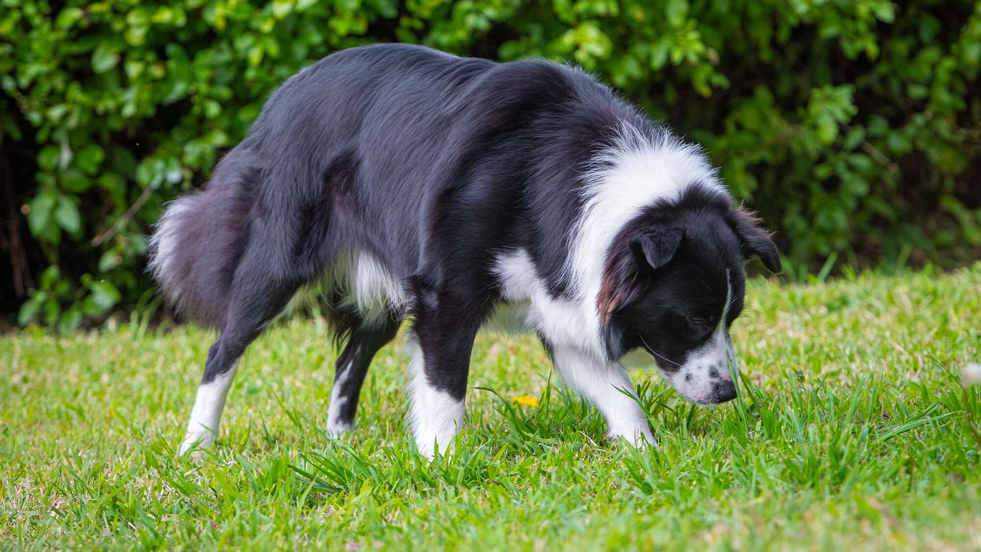 Border collies out-sniff some hunting dogs in scientific smell competition