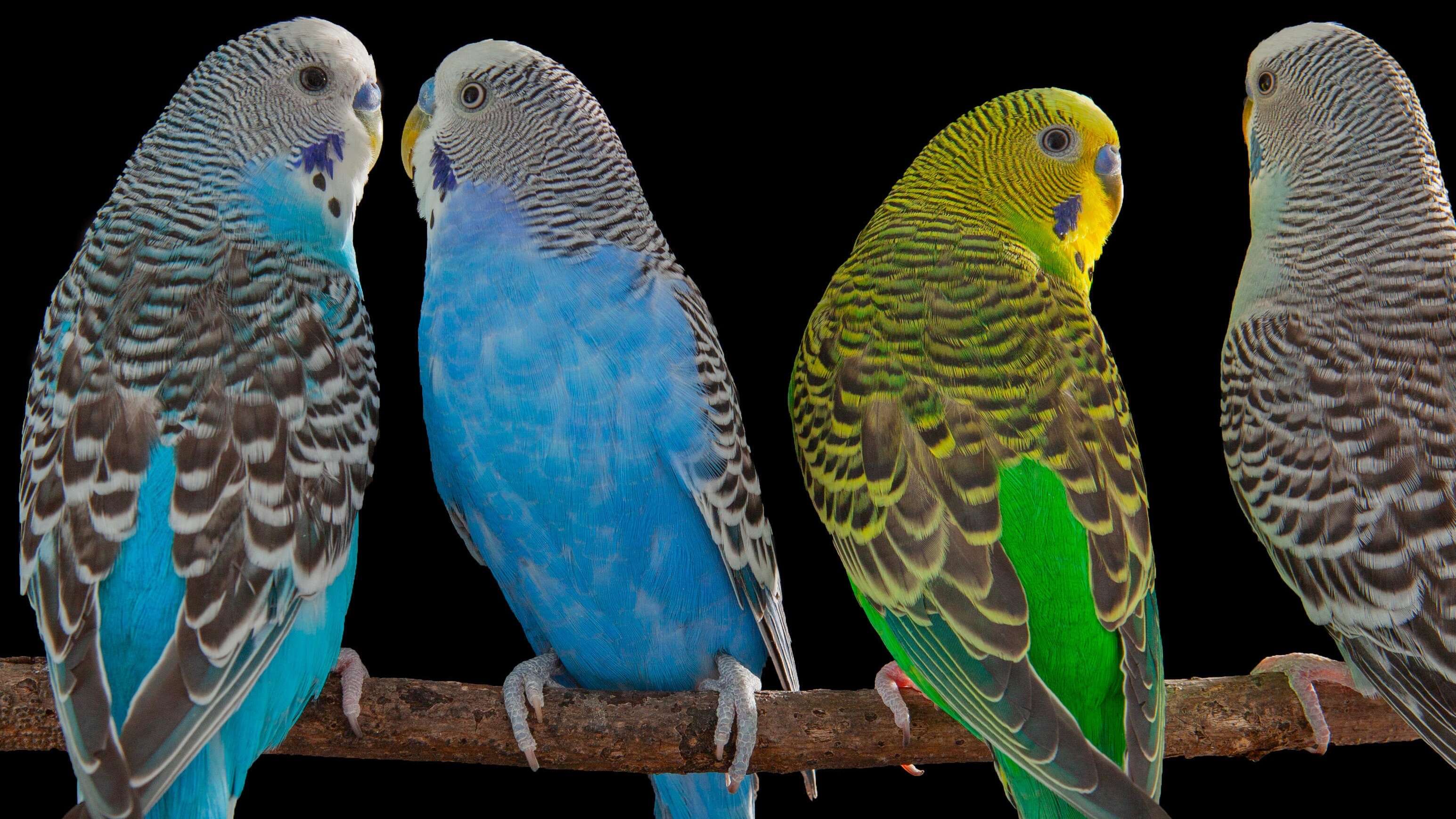 Budgie brains reveal parallels between parrot and human speech