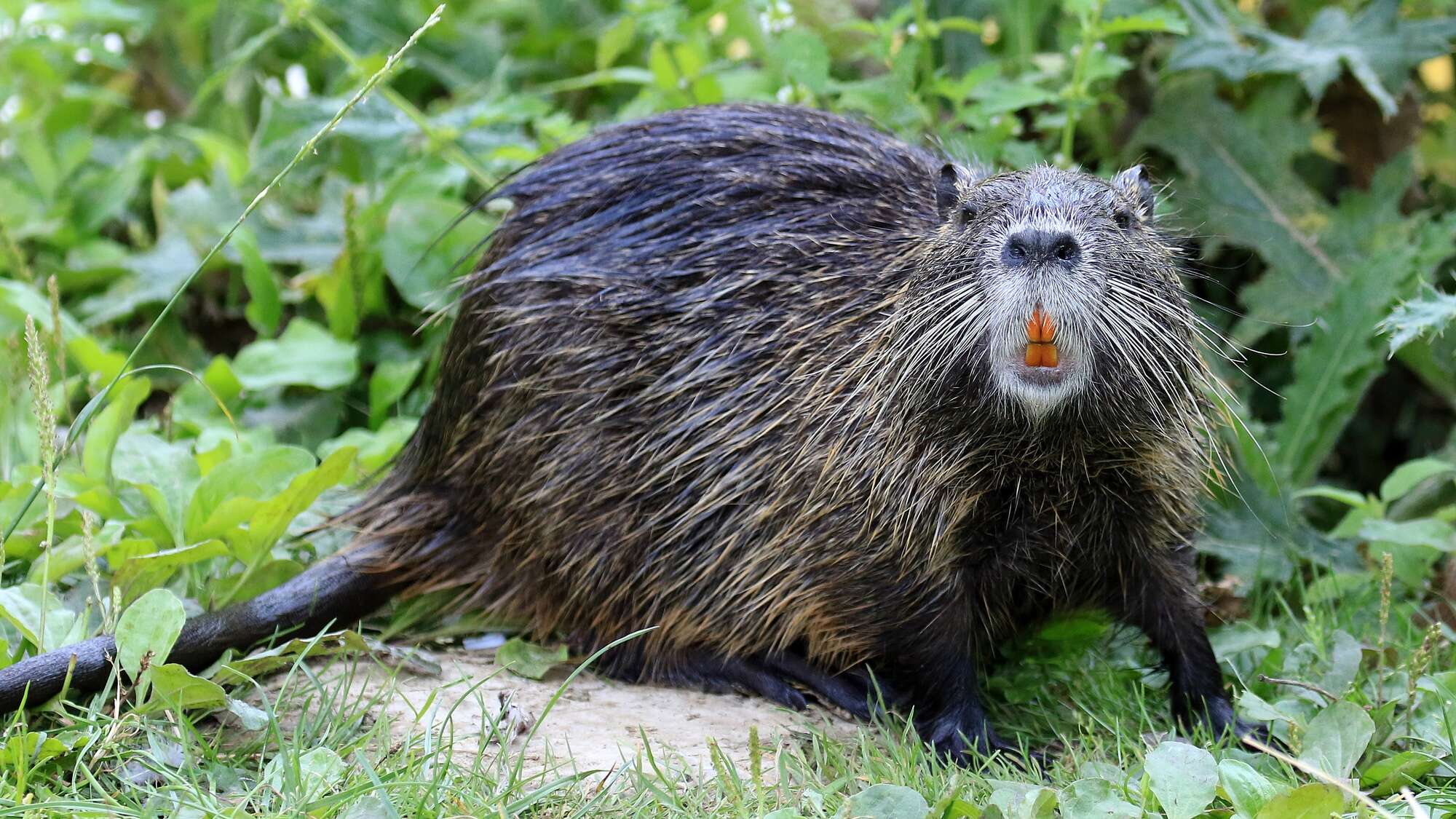 US Fish and Wildlife is begging you to eat more invasive marsh rodents