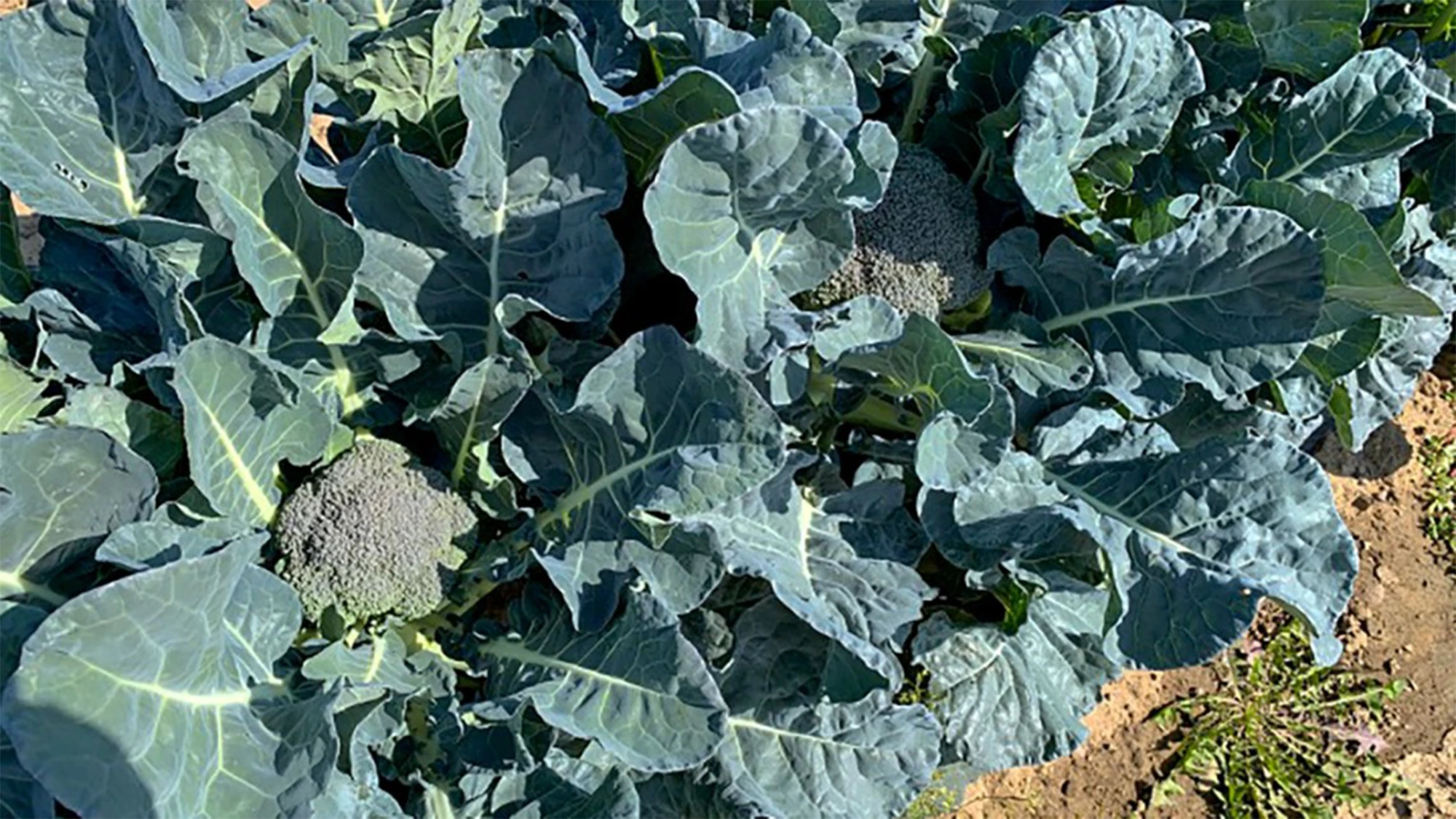 New broccoli hybrid can thrive in colder climates