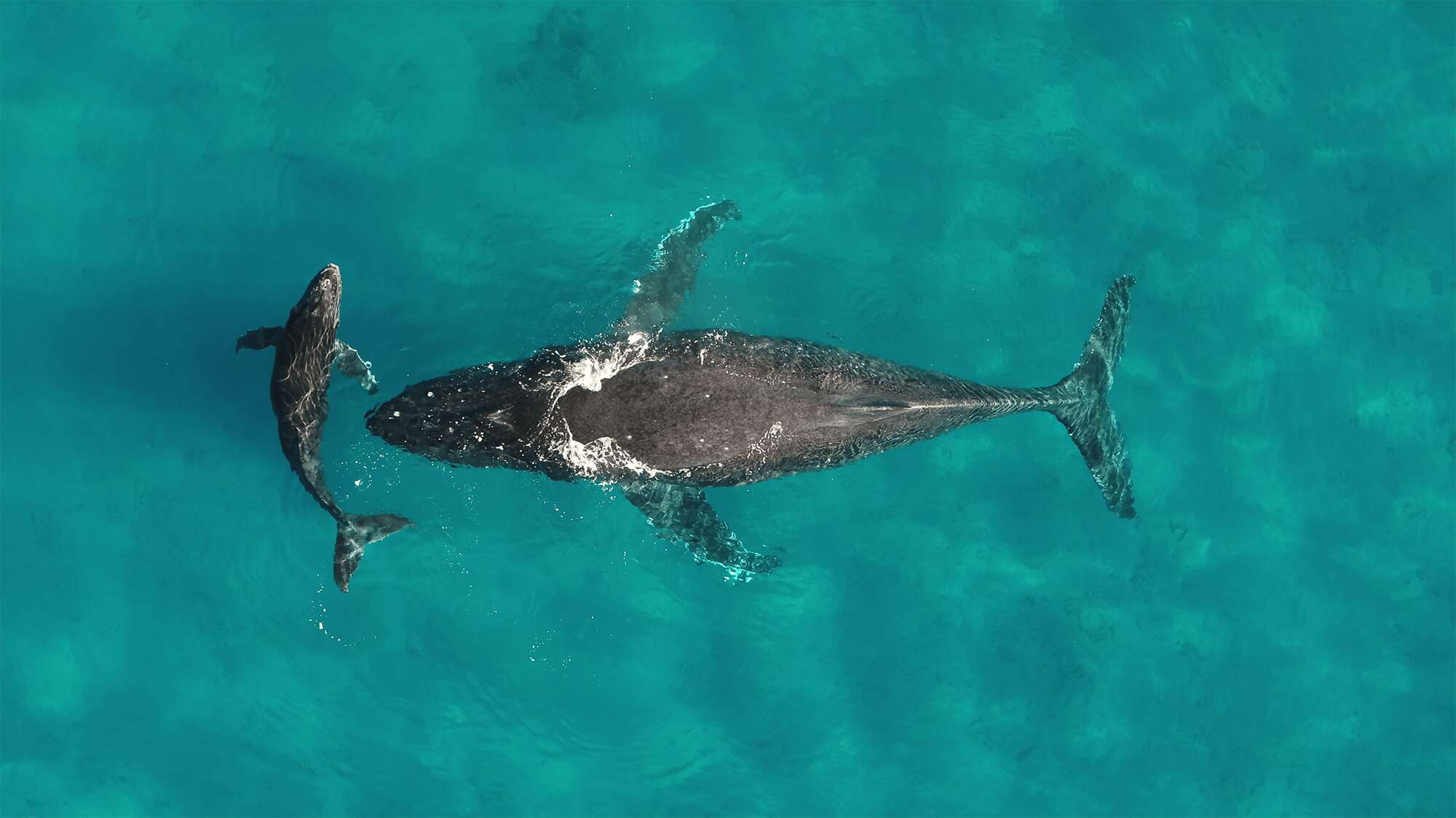 Whale pee moves vital nutrients thousands of miles