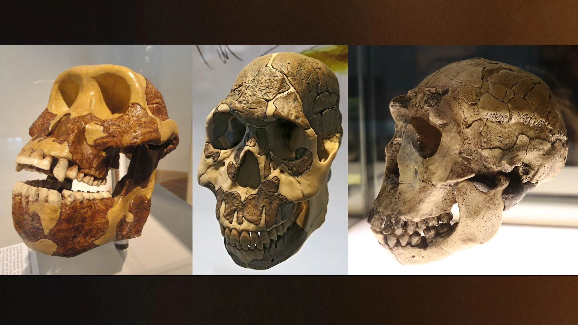 Human teeth evolved to fit our diet