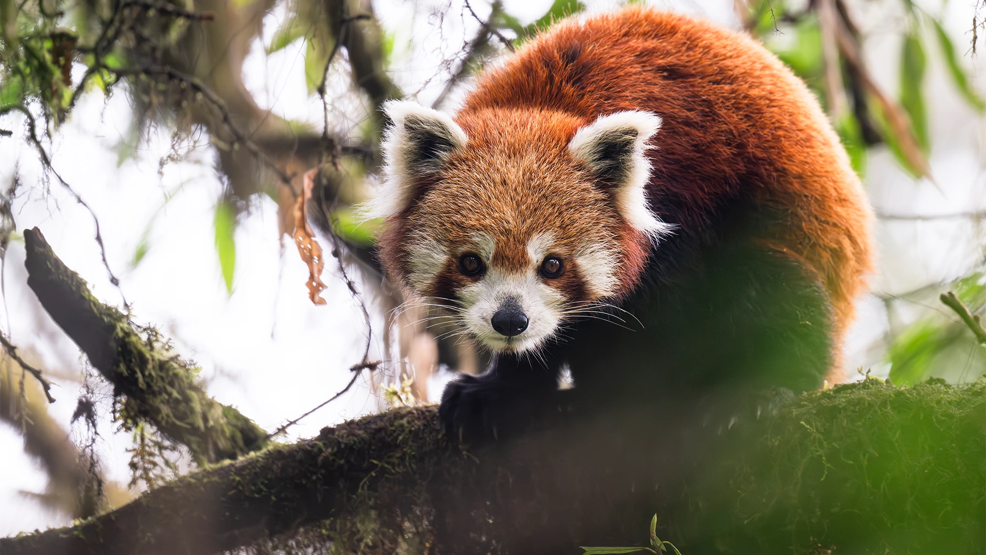 11 adorable photos of red pandas to celebrate International Red Panda Day